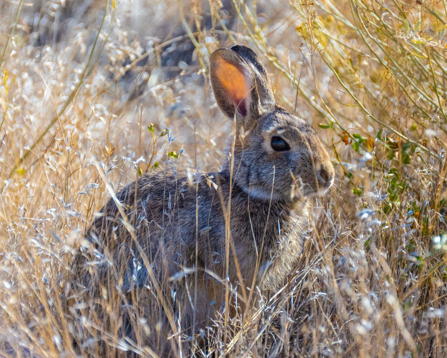 A wild cottontail rabbit sits camouflaged among dry golden grasses and shrubs in a natural desert habitat.