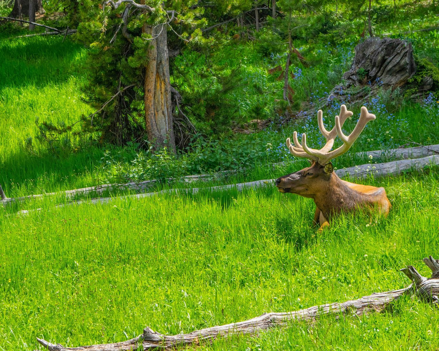 A large bull elk with velvet antlers stands in a lush green meadow surrounded by pine trees in the wild.