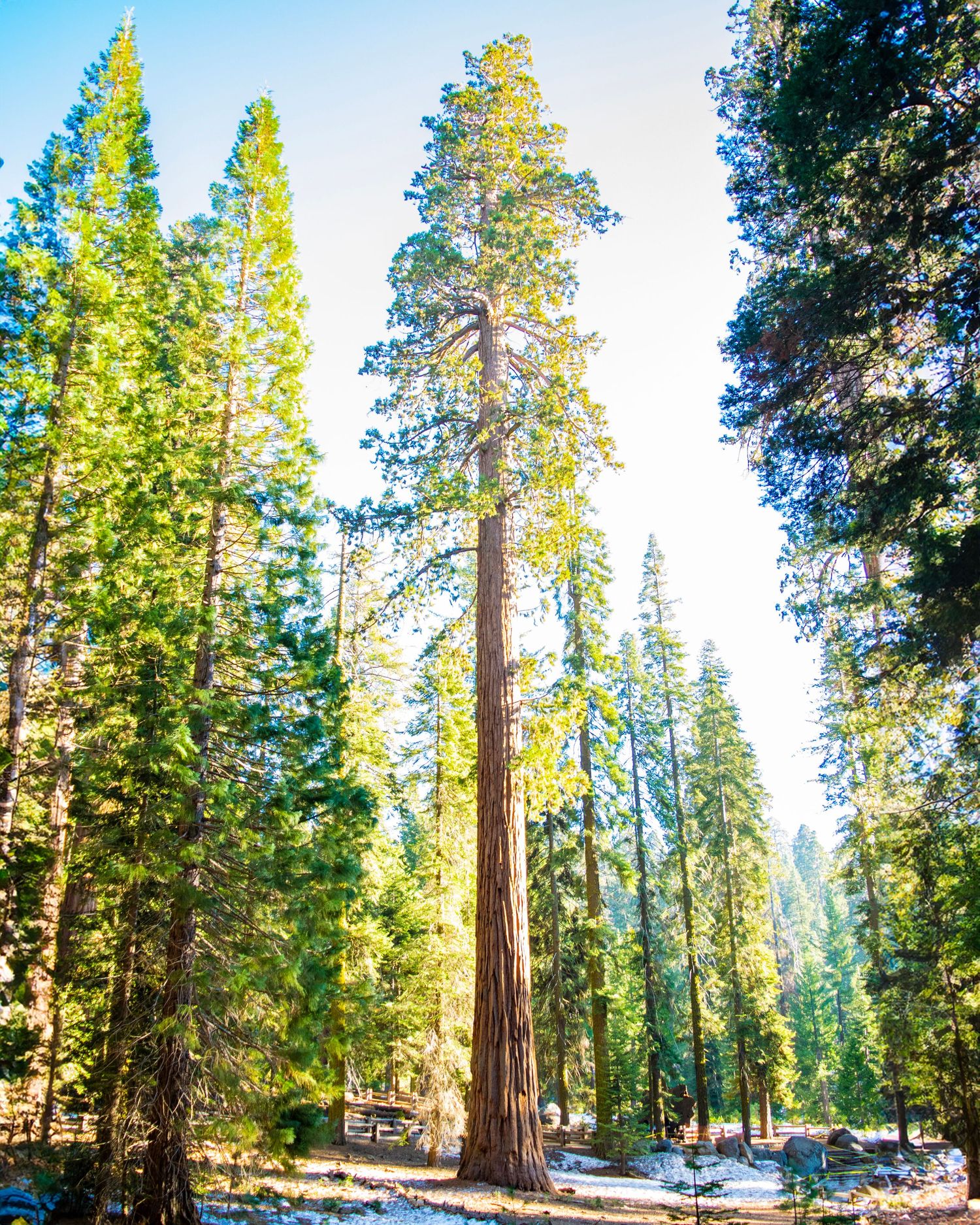 Towering sequoia tree surrounded by lush green conifers in a sunlit forest with light snow on the ground.