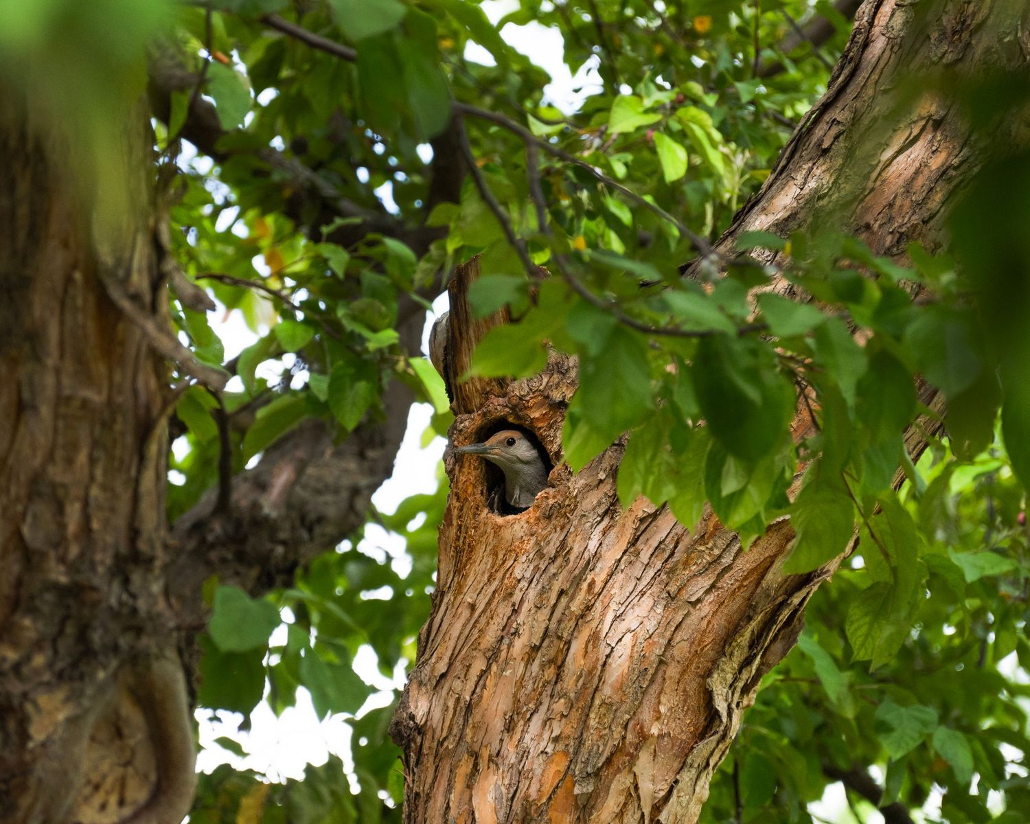 A small bird peers out from a hollow cavity in a large tree trunk, surrounded by lush green leaves.