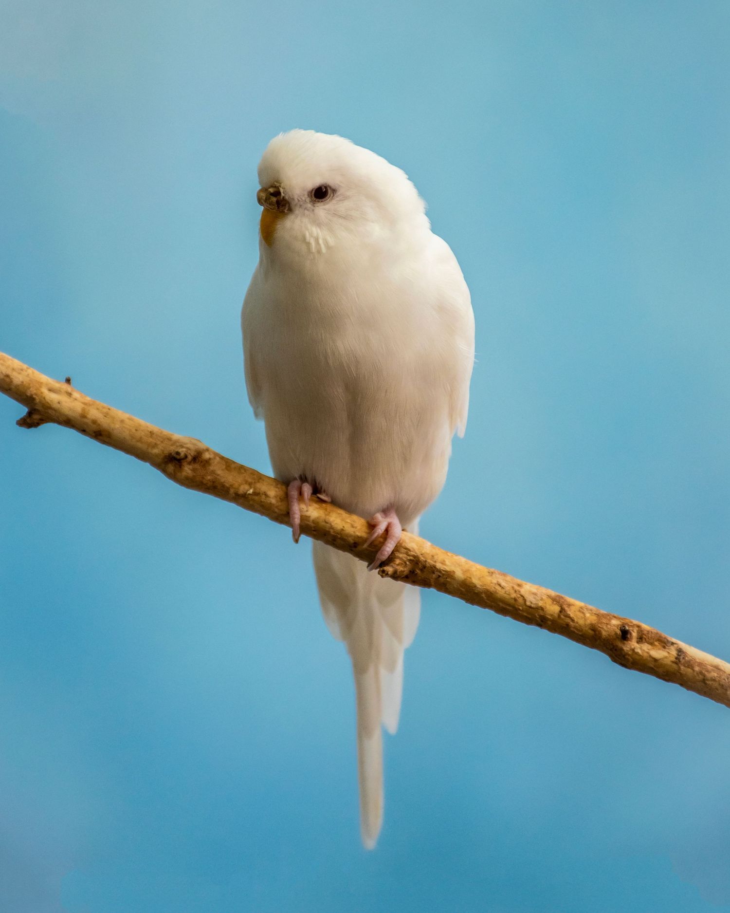 A white budgerigar perched on a branch against a blue background.