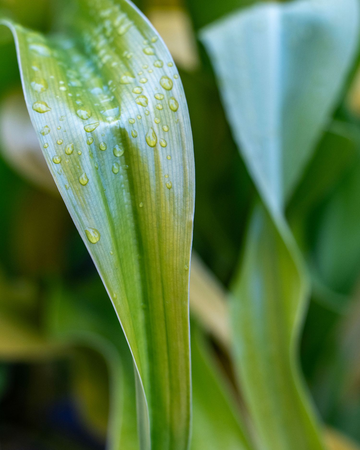 Close-up of vibrant green leaves with water droplets after rain, showcasing nature's beauty in a lush garden setting.