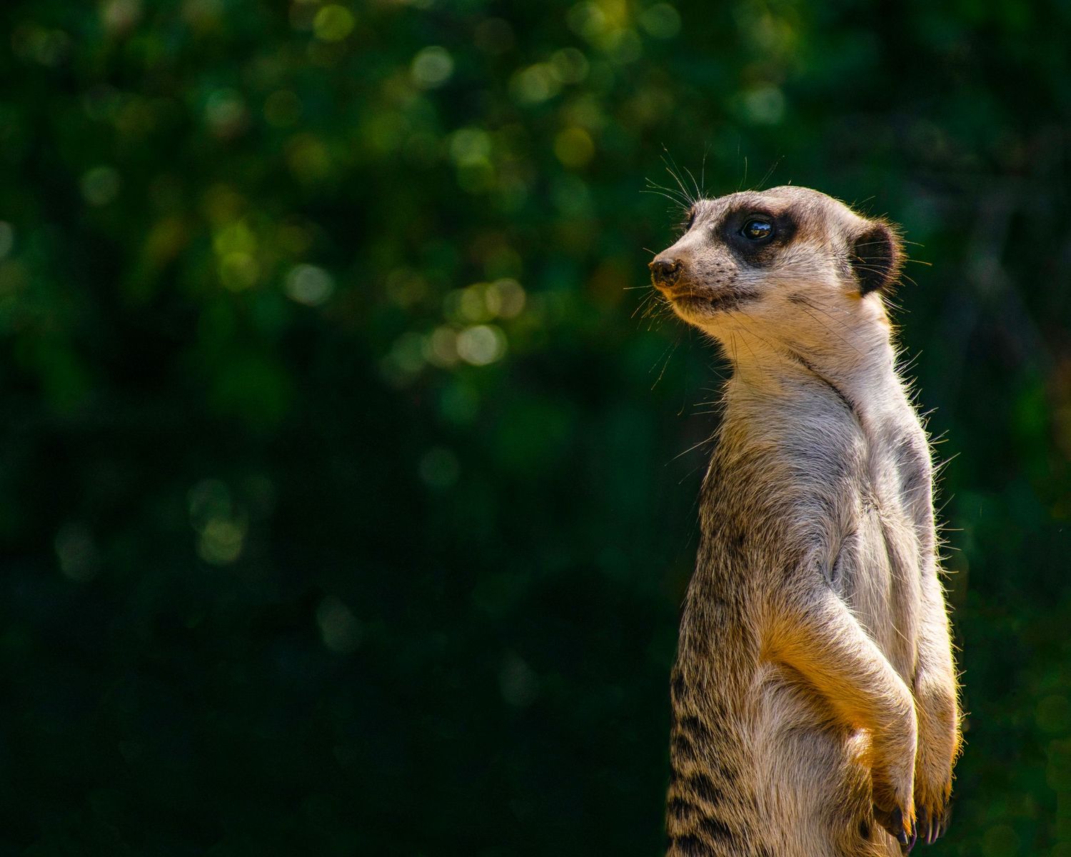 A meerkat stands upright on its hind legs, alert and watchful, against a lush green bokeh background.