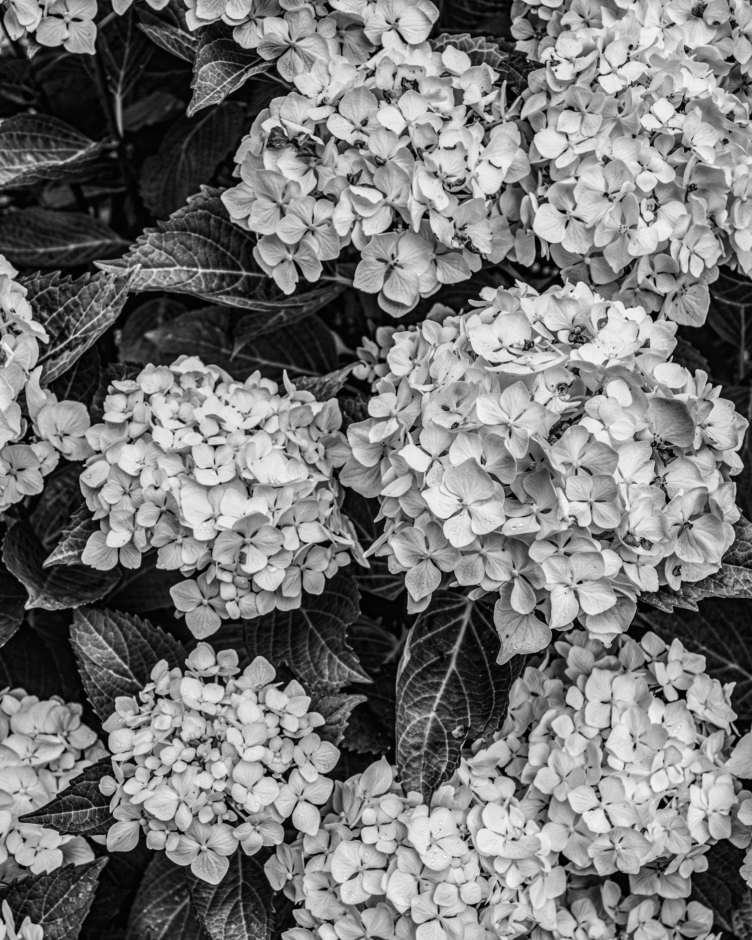 Black and white photo of blooming hydrangea clusters with lush leaves, showcasing intricate petal details.