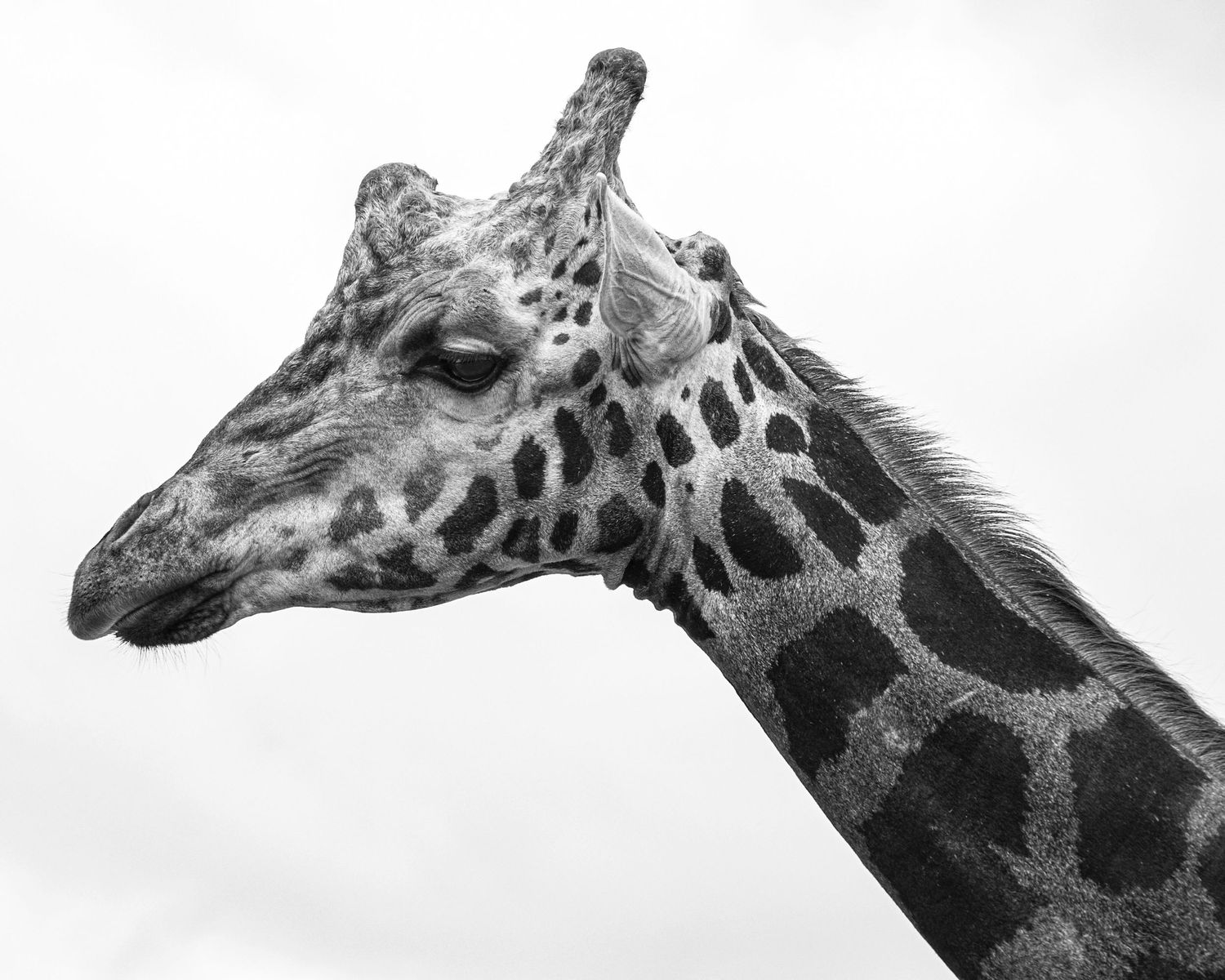 Black and white close-up portrait of a giraffe showing its distinctive spotted pattern and long elegant neck against a white sky.