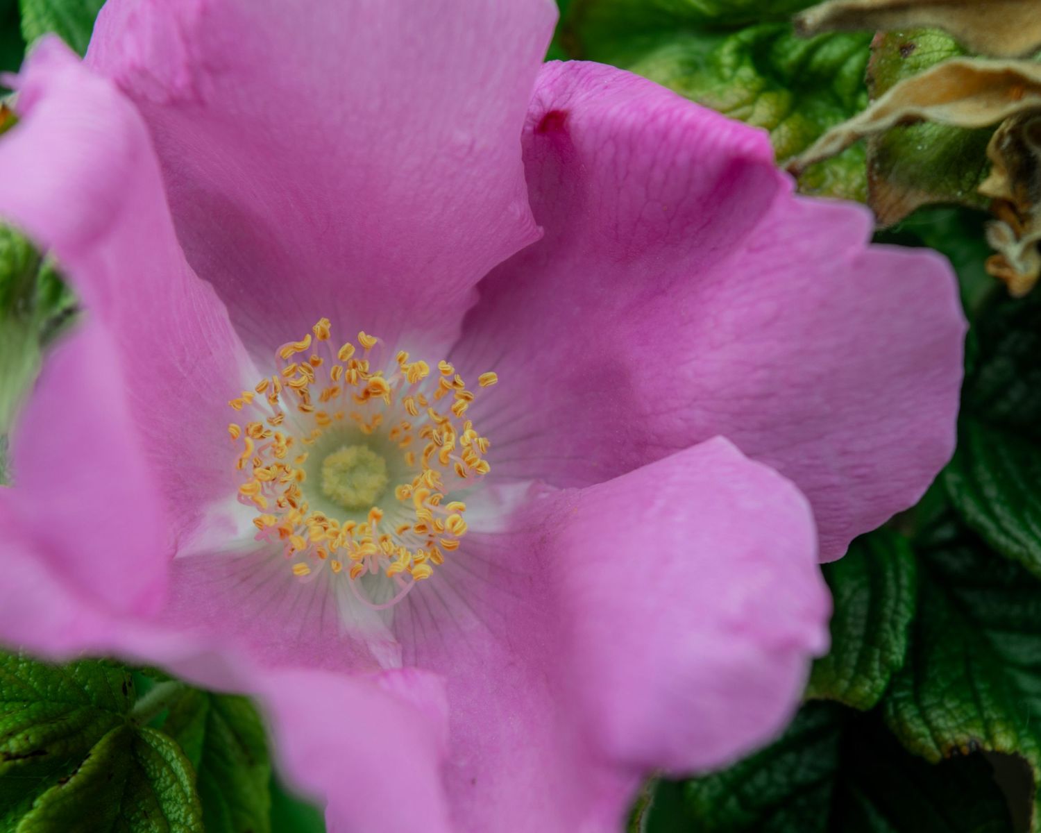 Close-up of a vibrant pink wild rose flower with yellow stamens and green leaves in the background.