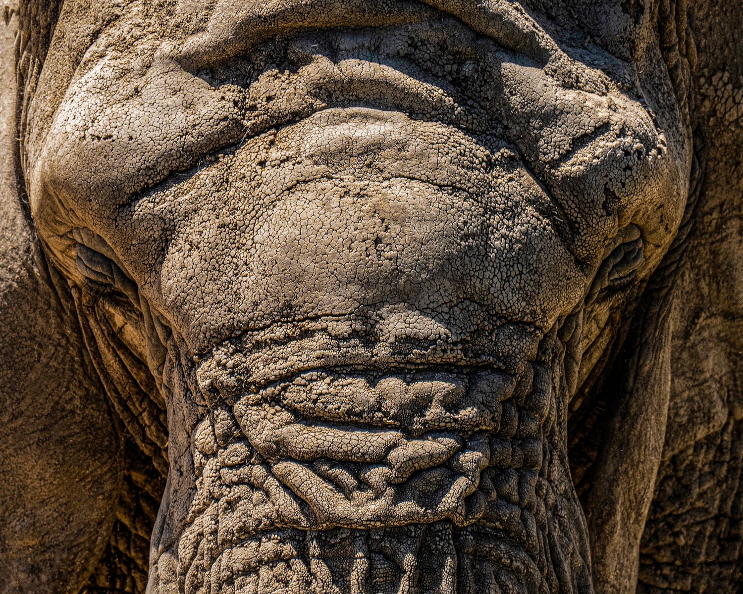 Close-up of an elephant's wrinkled, mud-covered face showing textured gray skin and eye detail.