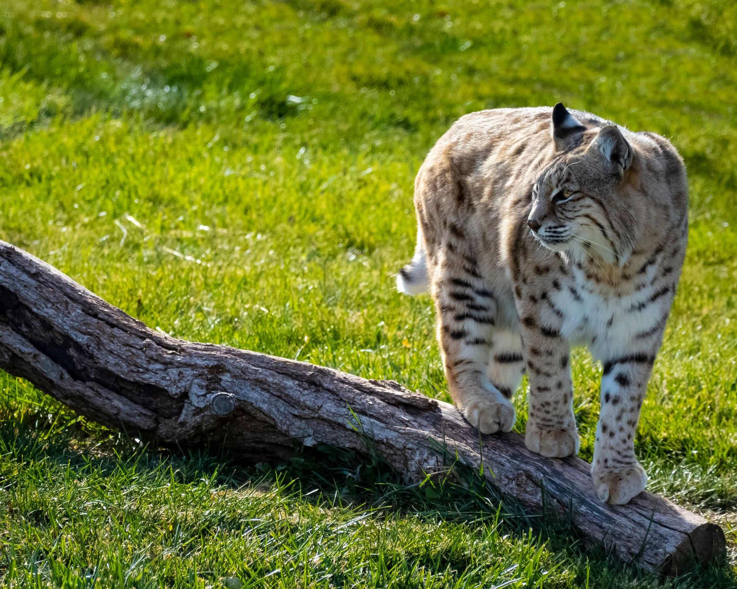 A bobcat stands on a fallen log surrounded by lush green grass in a sunlit outdoor setting.
