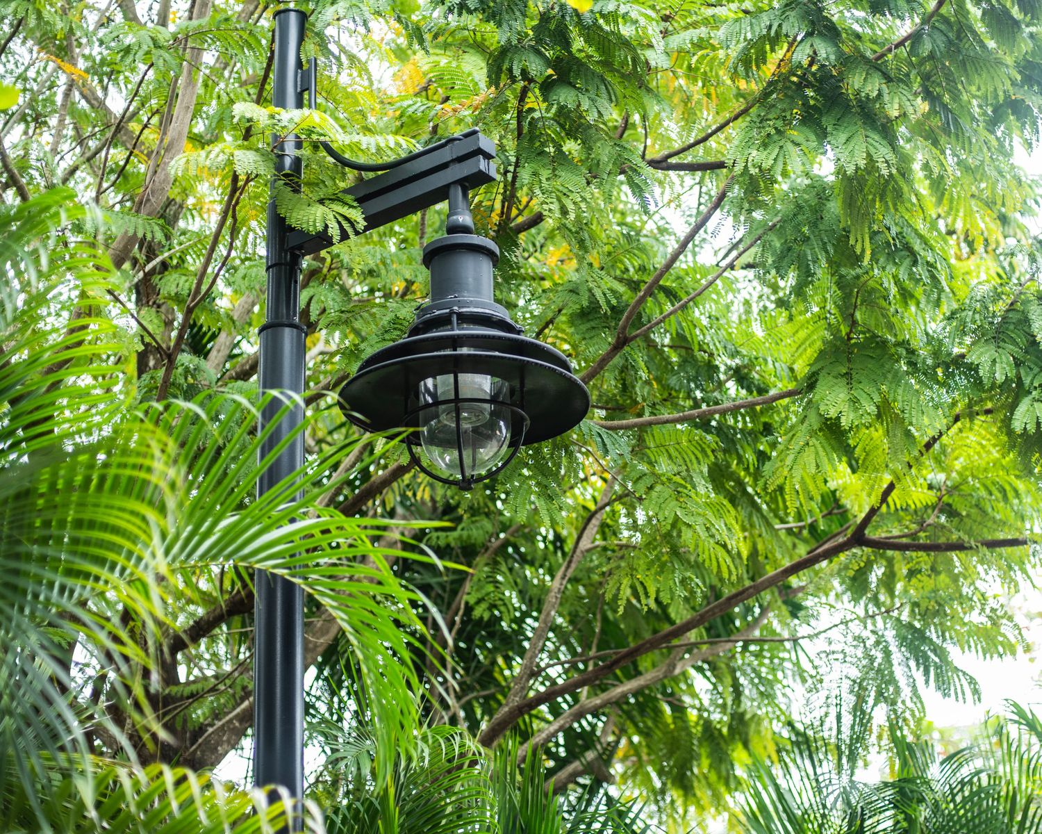 A black ornate street lamp post surrounded by lush green tropical trees and palm fronds in a park setting.