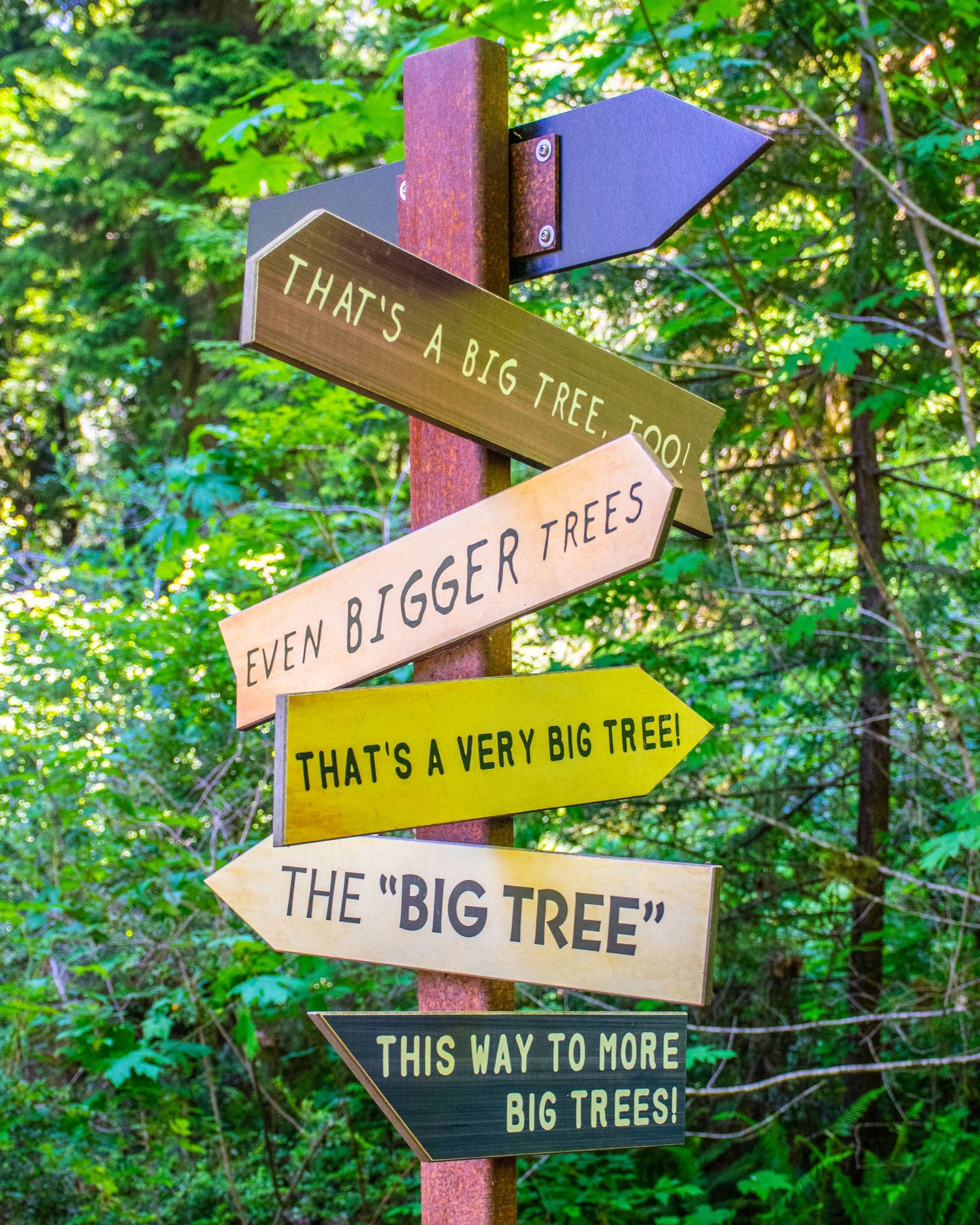 Colorful directional signs on a wooden post in a forest pointing to big trees with humorous labels.