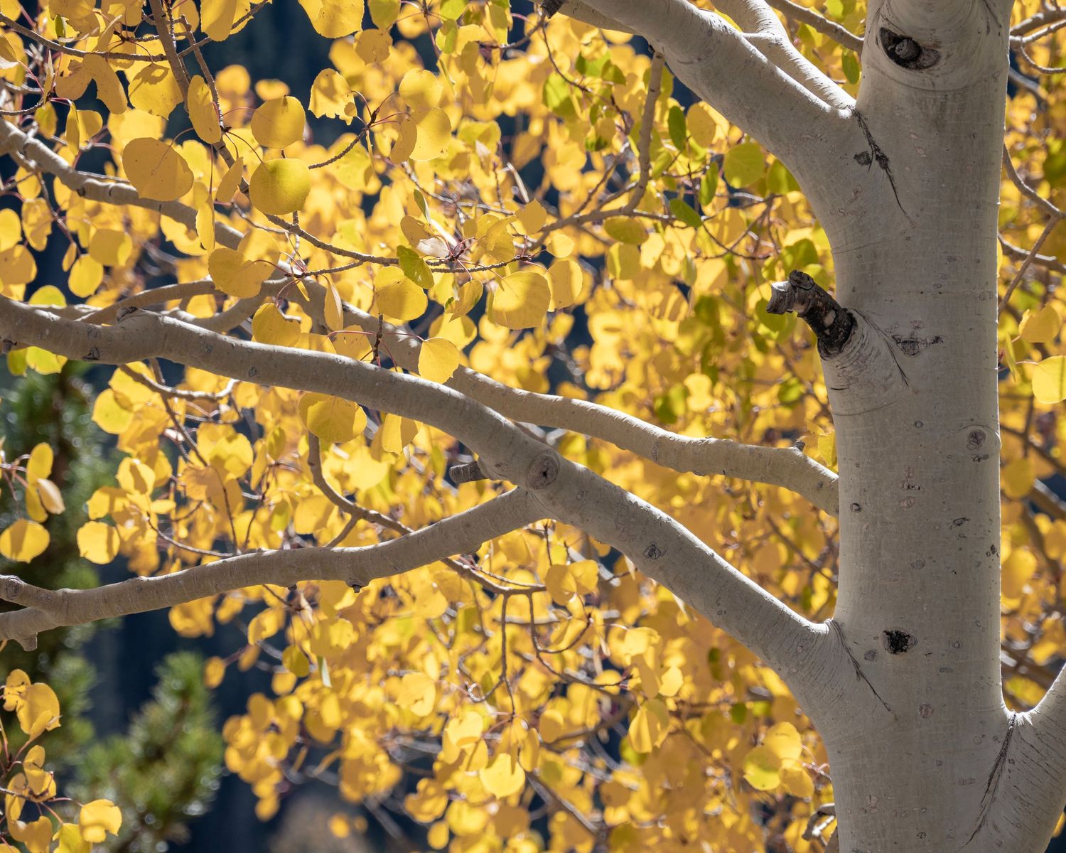 Golden aspen tree with bright yellow autumn leaves and white bark branches against a blue sky in fall.