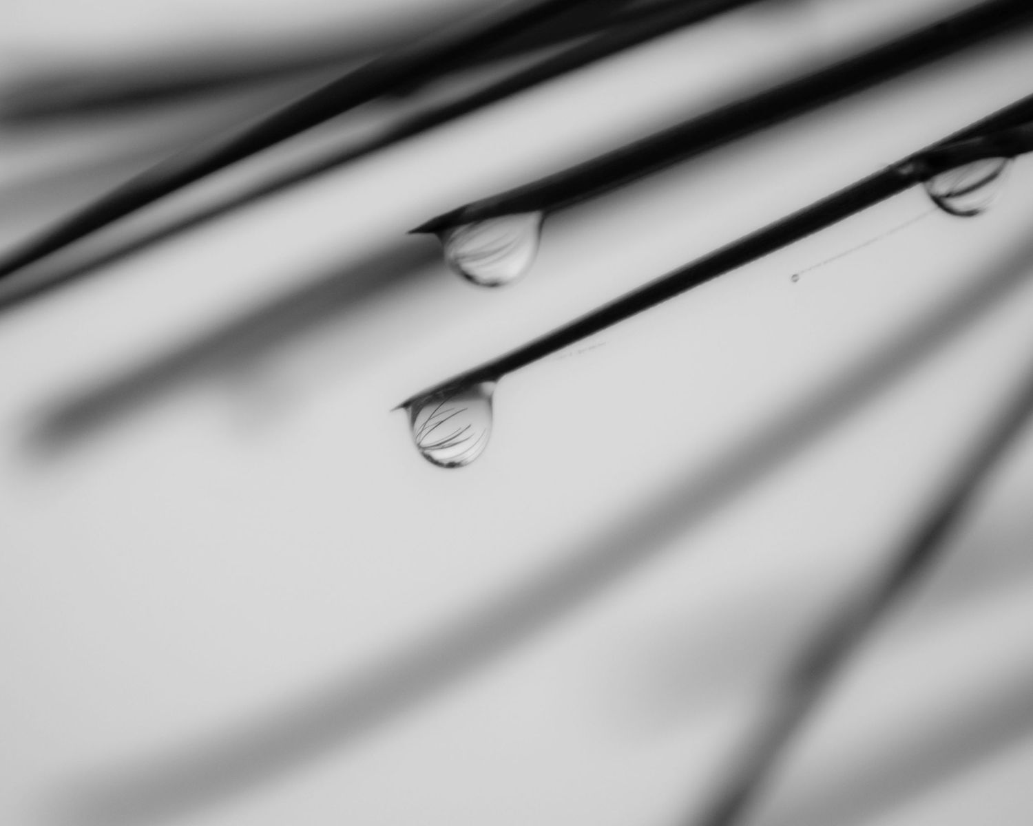 Black and white macro photo of two water droplets hanging from pine needles with soft shadow reflections.