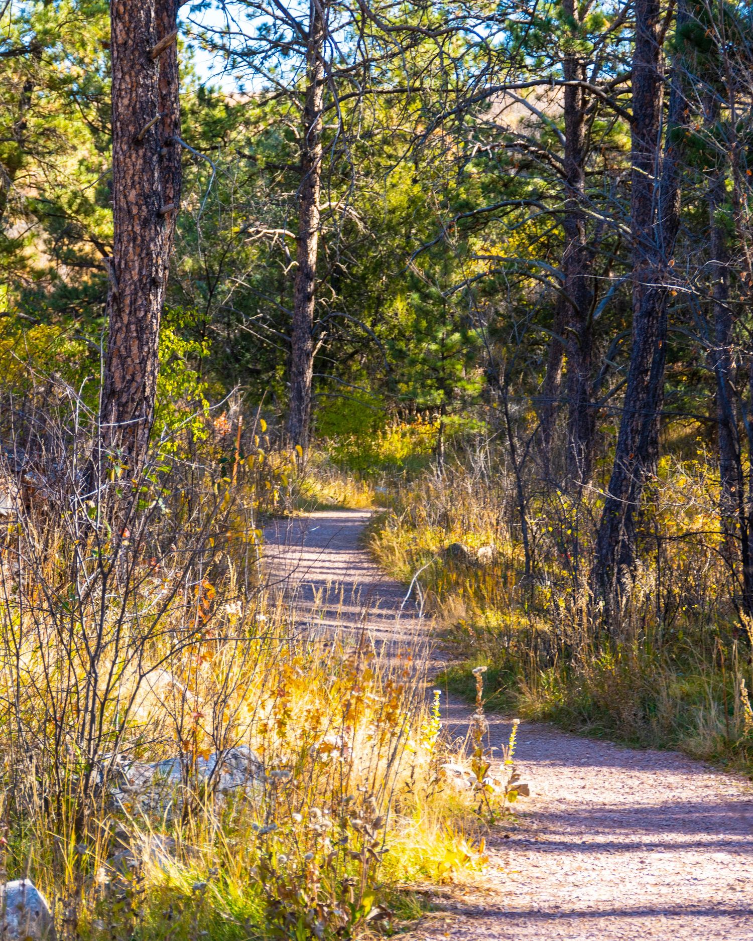 Sunlit gravel trail winding through a pine forest with golden autumn undergrowth and tall trees in a natural woodland setting.