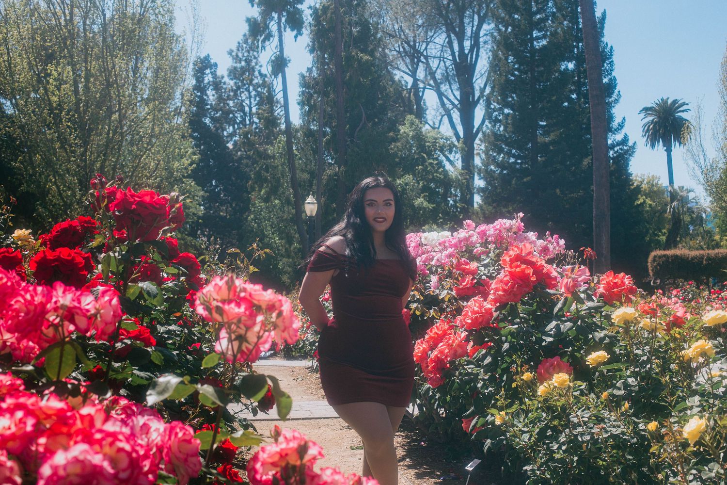 A garden path lined with vibrant pink and red roses blooming under a sunny California sky.
