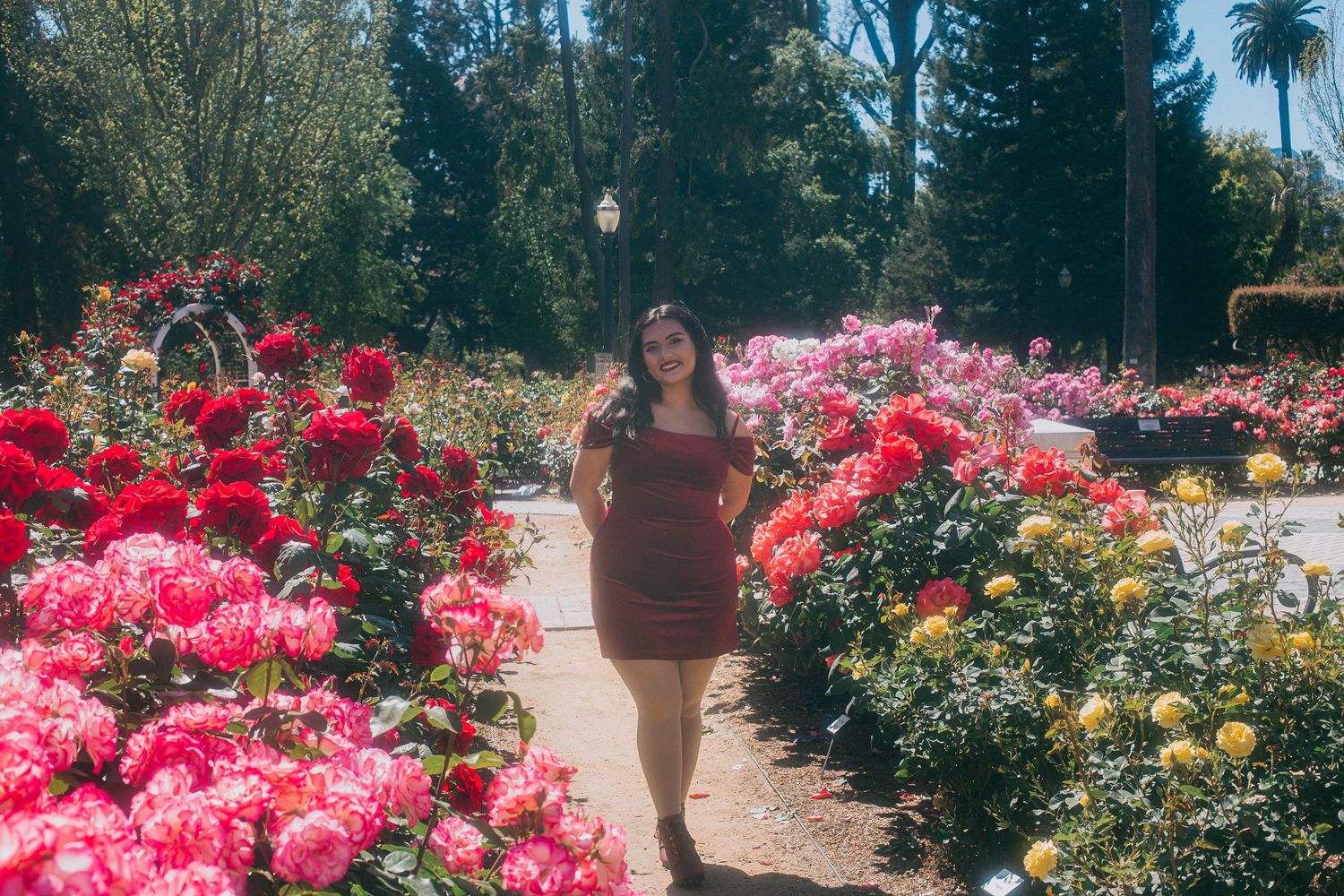 A person walks along a garden path surrounded by vibrant pink and red roses on a sunny day.