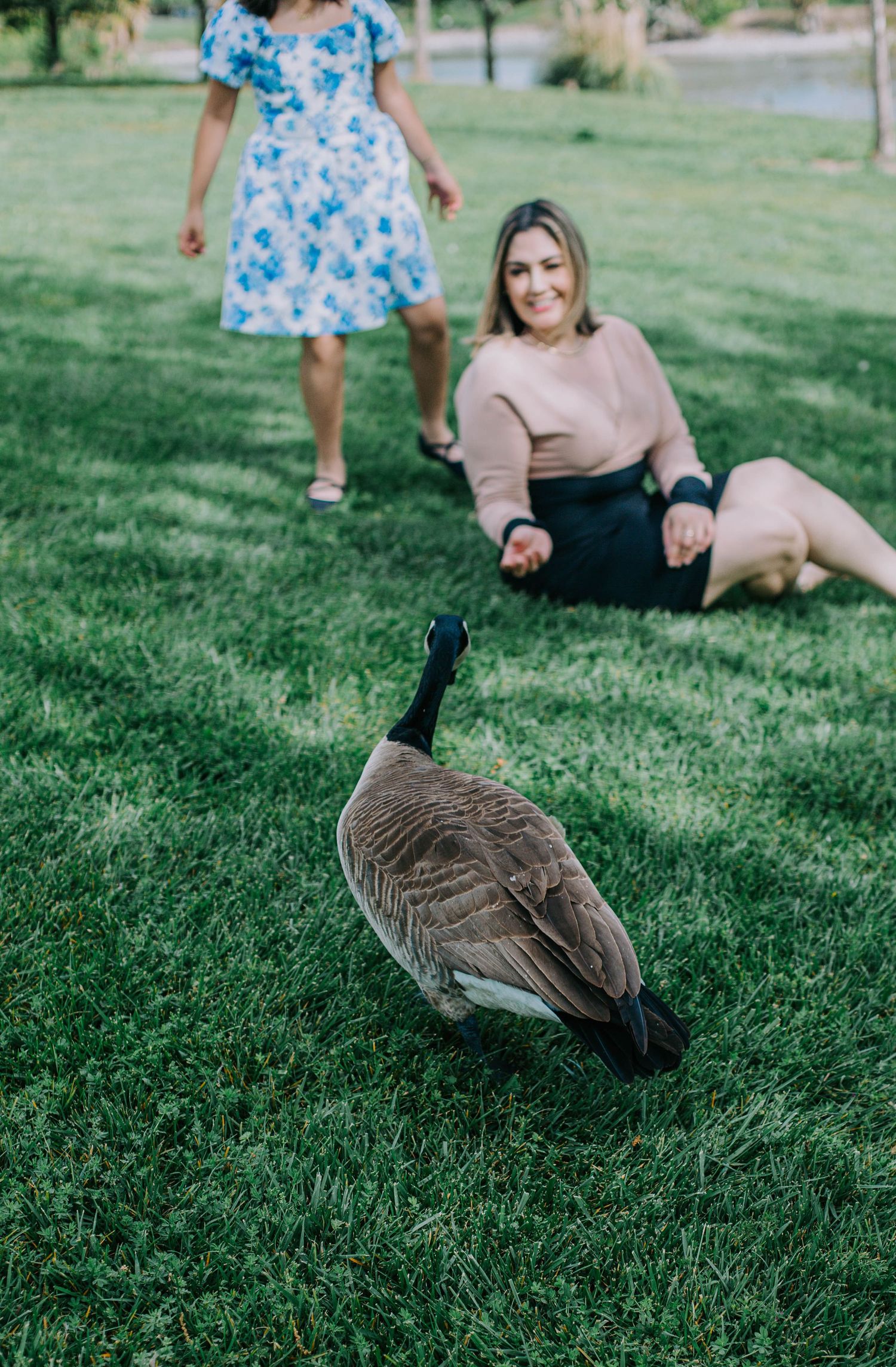 A Canada goose grazes on green grass while people relax in a park on a sunny day.