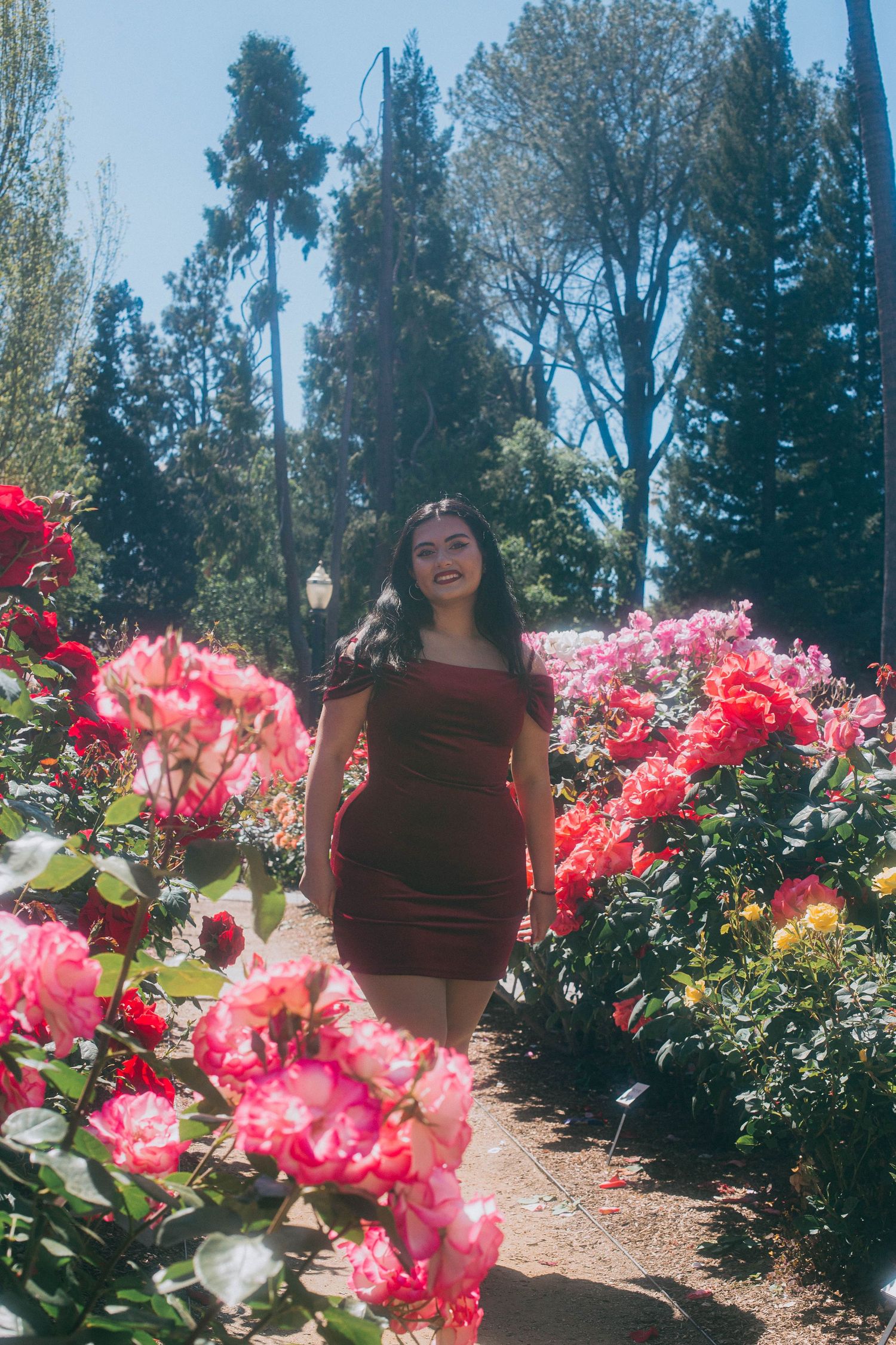 Beautiful pink roses bloom along a garden path on a sunny day surrounded by tall evergreen trees in the background.