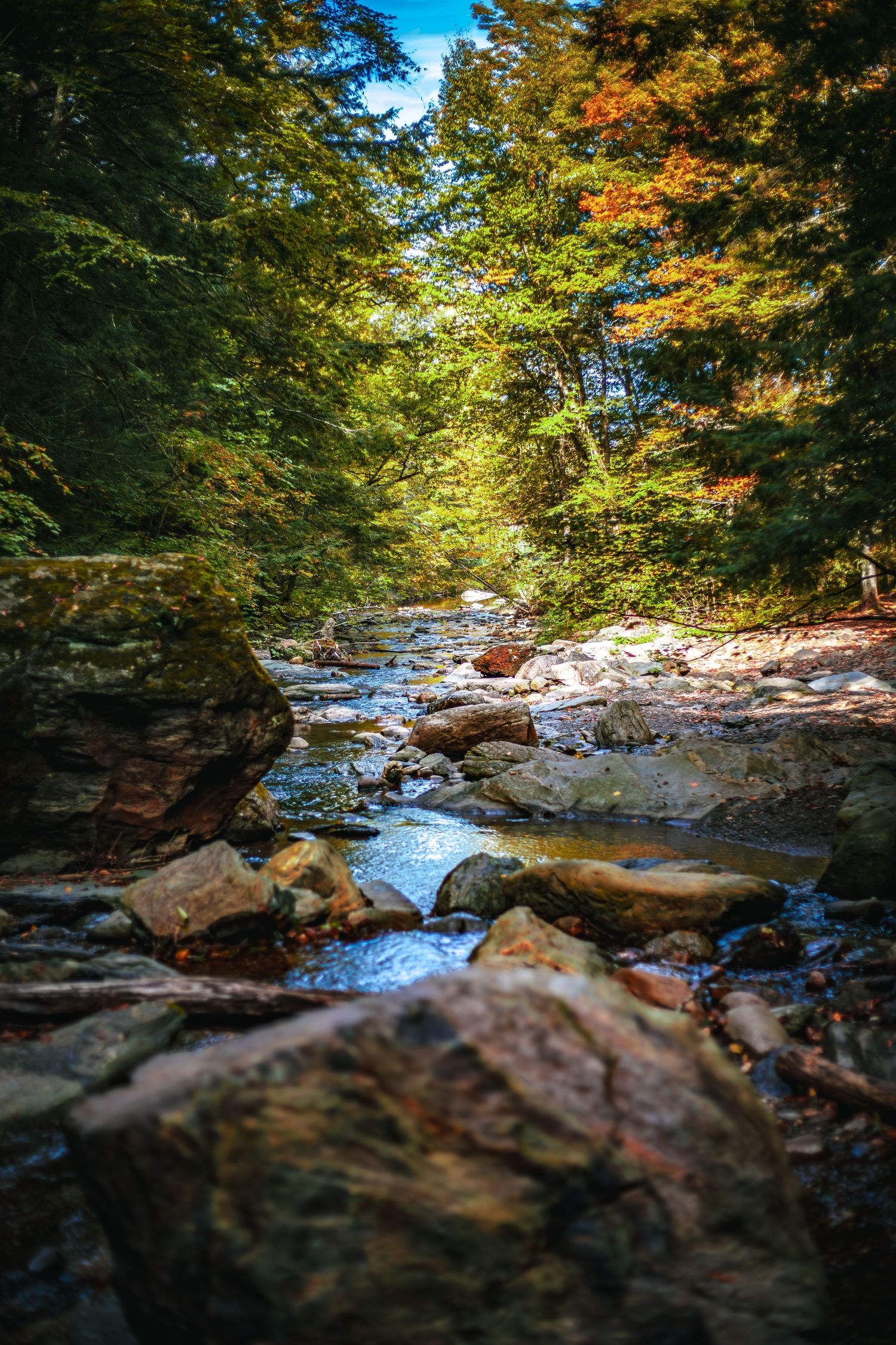 Rocky mountain stream flowing through a lush autumn forest with colorful foliage in a serene wilderness setting.