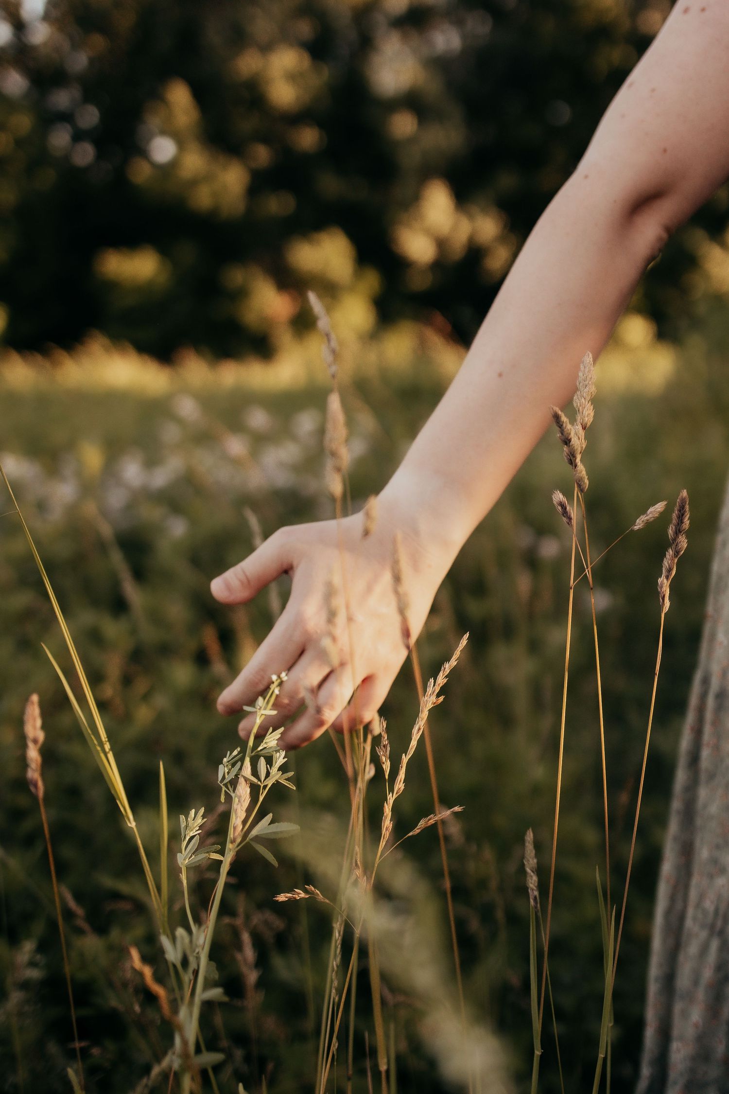 Hand with ring gently touching tall wild grass stems in golden sunset light.