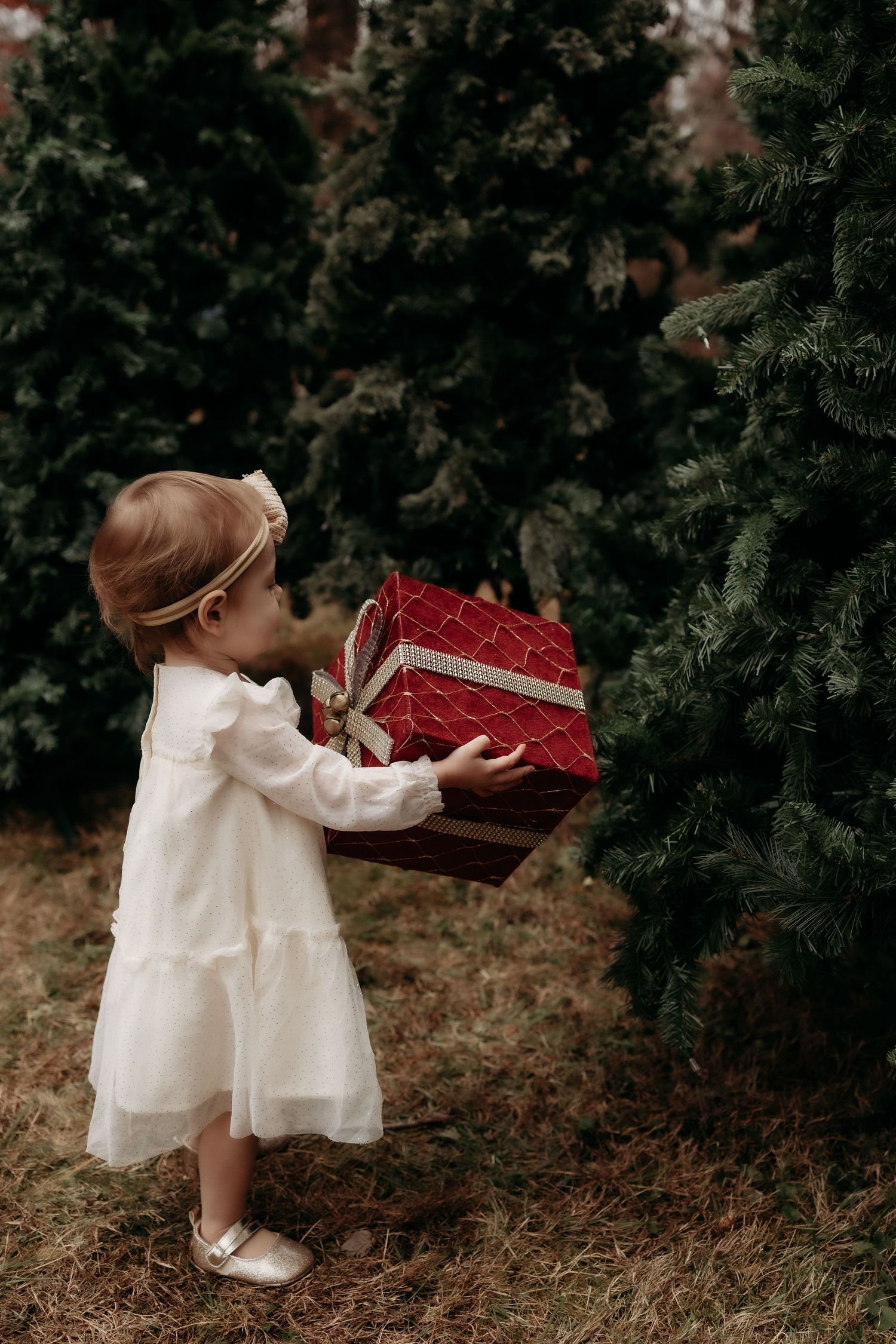 A toddler girl in a white dress holds a red Christmas gift box near evergreen trees outdoors.