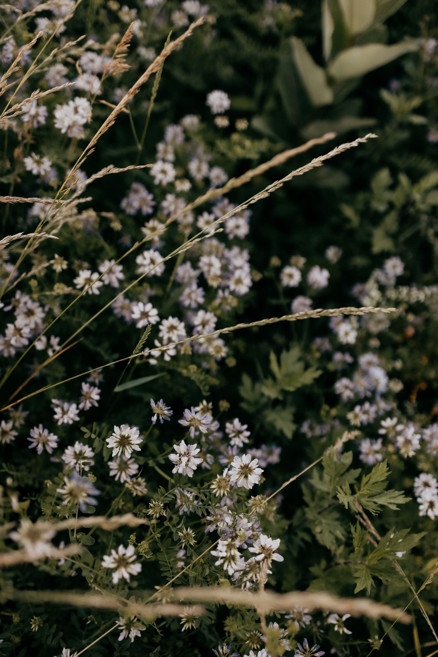 Close-up of delicate white wildflowers and tall grass stems in a lush green garden.