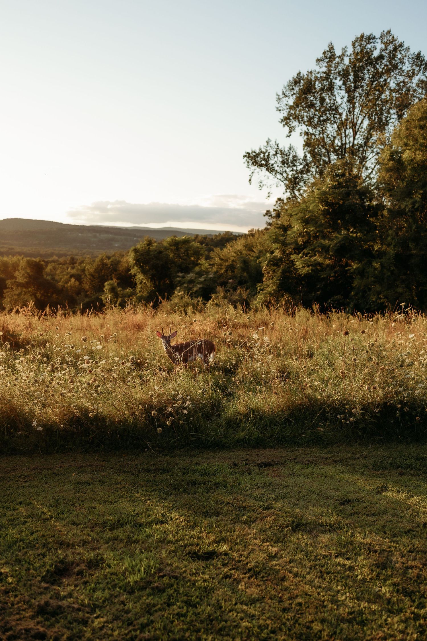 A deer stands in a golden meadow with wildflowers at sunset, framed by lush green trees and rolling hills.