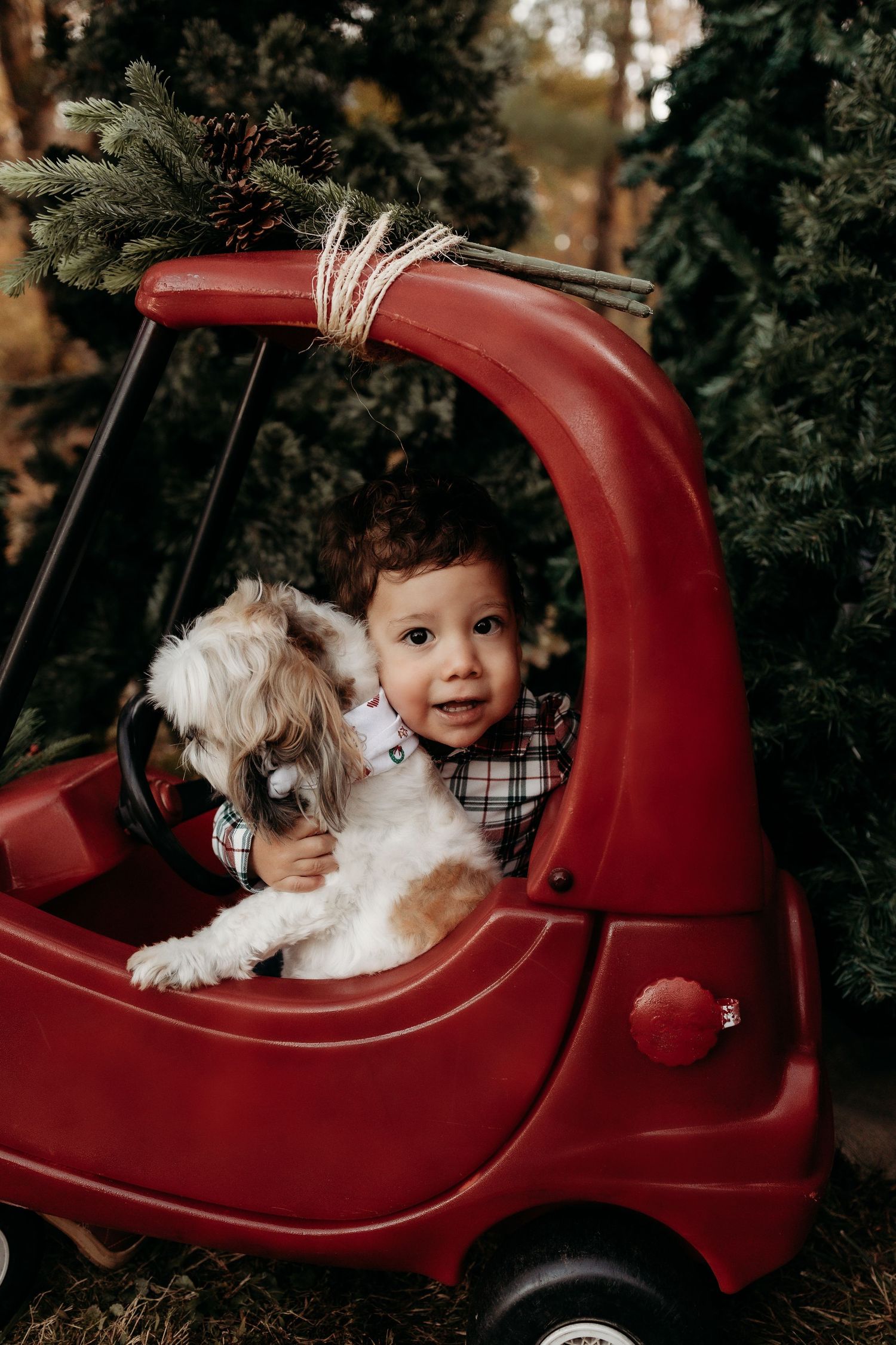 Toddler boy holding a small white dog in a red toy car surrounded by Christmas trees at a holiday tree farm.