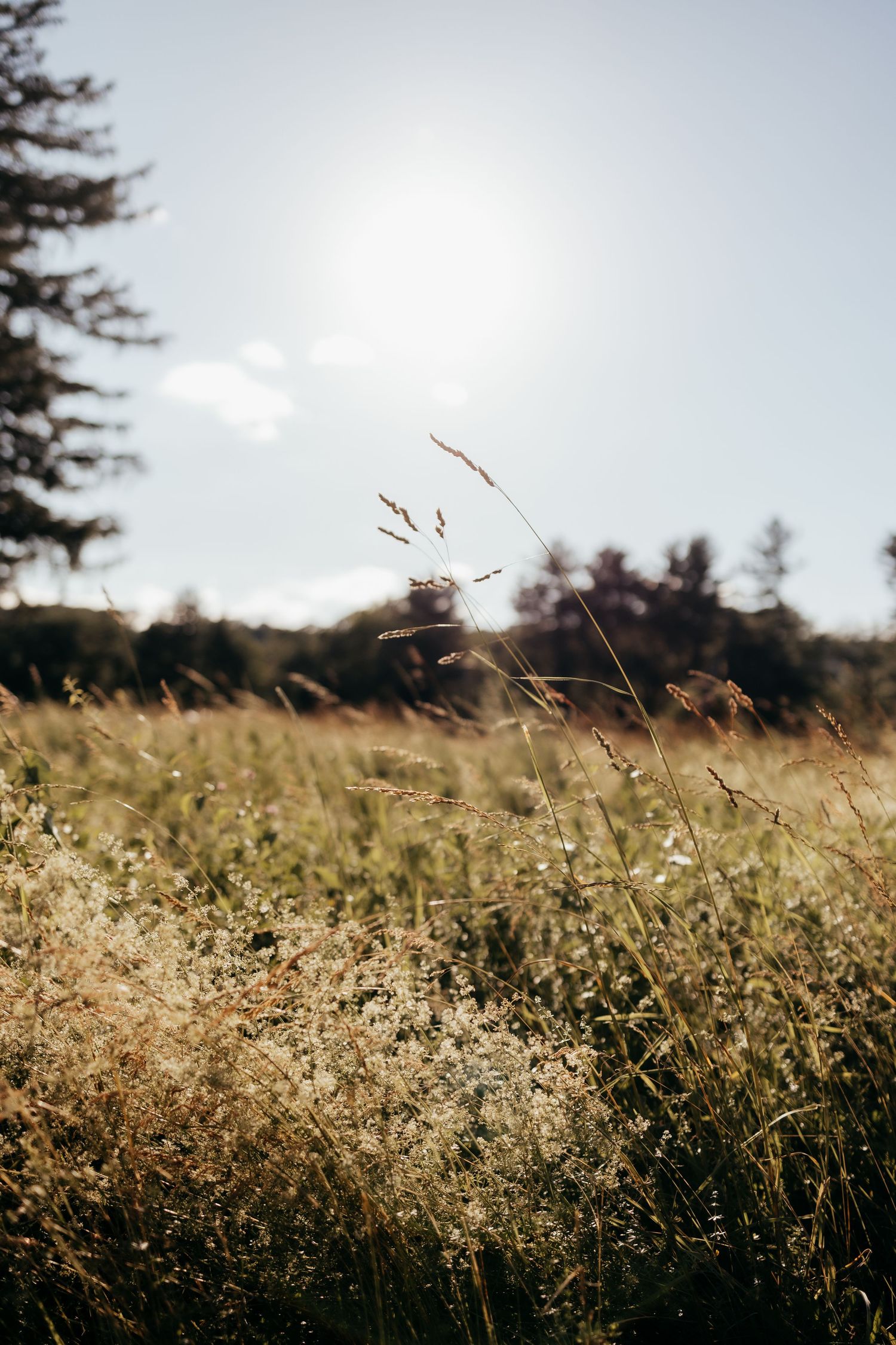 Golden sunlight illuminating wild grass and seed heads in a serene open meadow.
