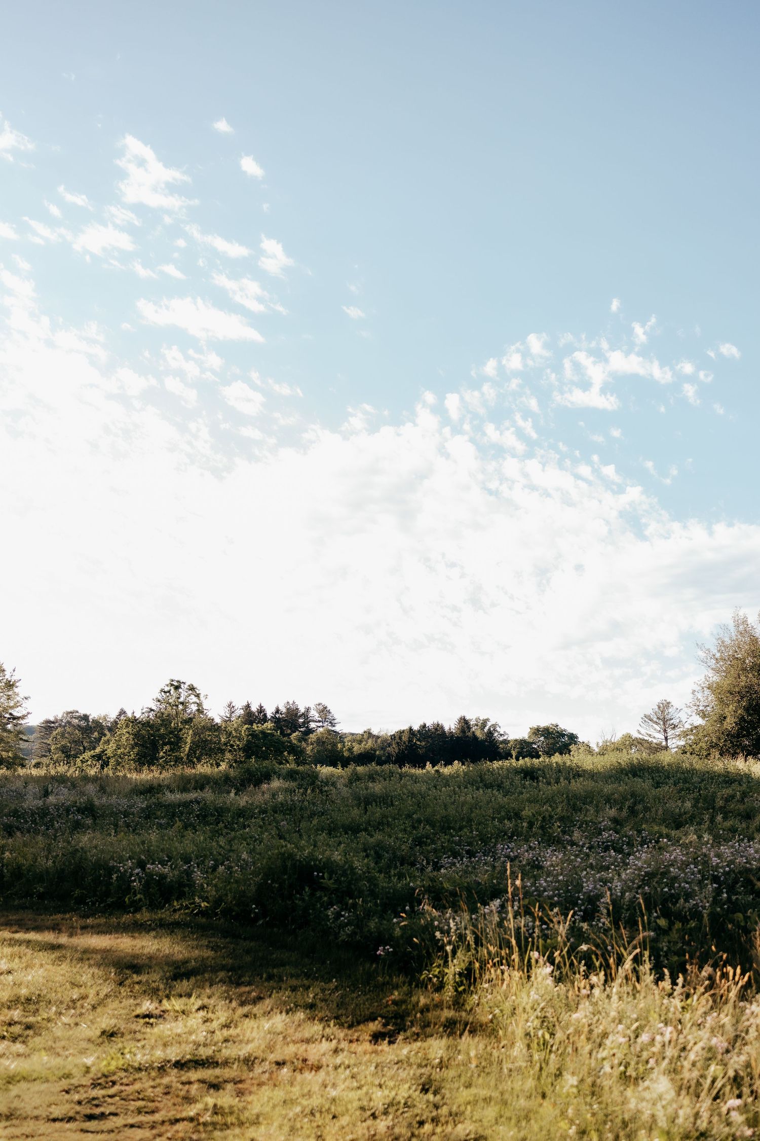 Expansive open meadow with wildflowers under a bright blue sky with wispy clouds.