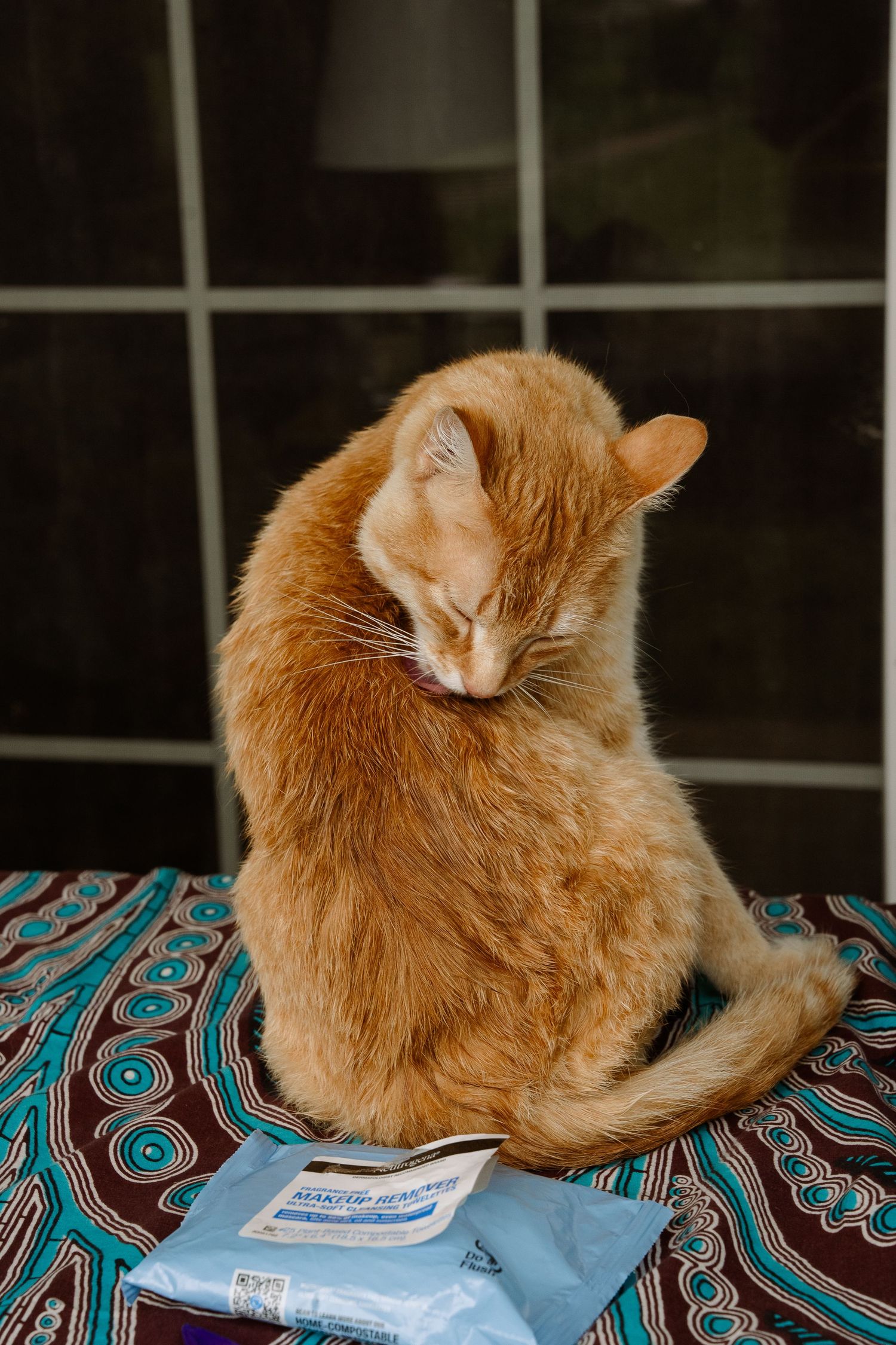 ©AnnaVonRiesenPhotography Wedding Photography | Color image of a cat grooming himself.