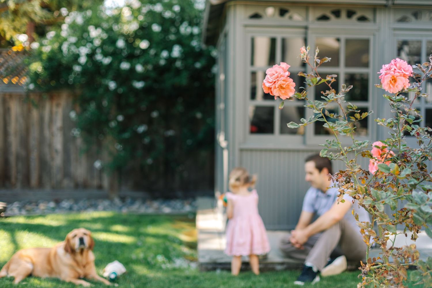 A father and toddler daughter play in a sunny backyard with a golden retriever.
