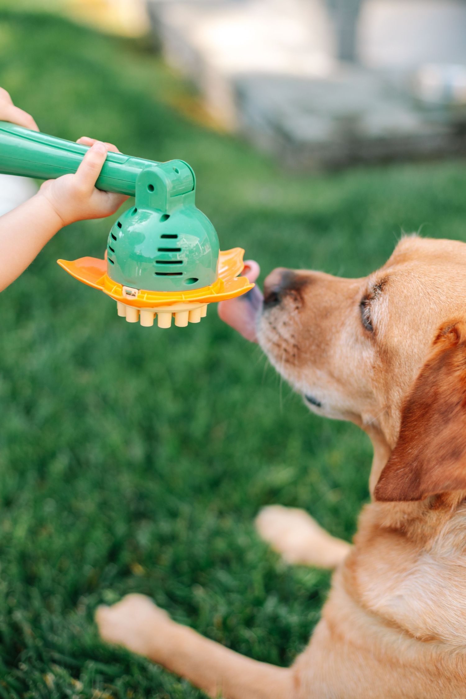 A golden Labrador sniffs a green toy water sprayer held by a child on a lush green lawn.