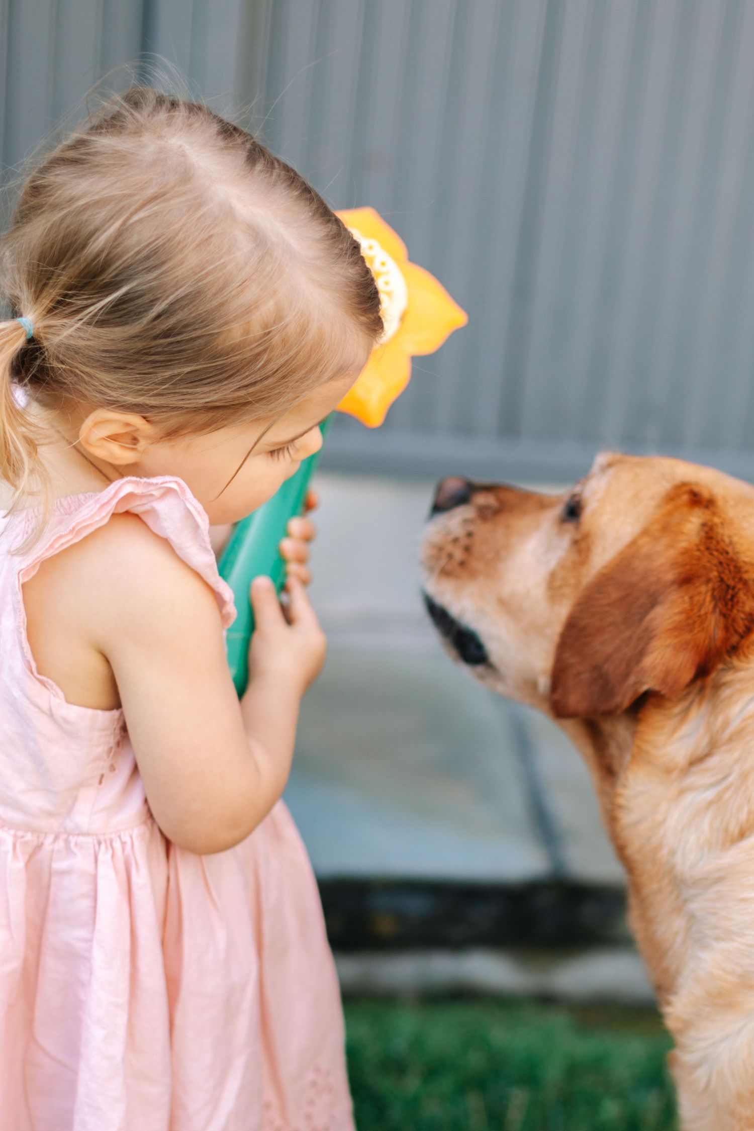 Cute toddler girl in pink dress sharing a playful moment with a golden Labrador dog.