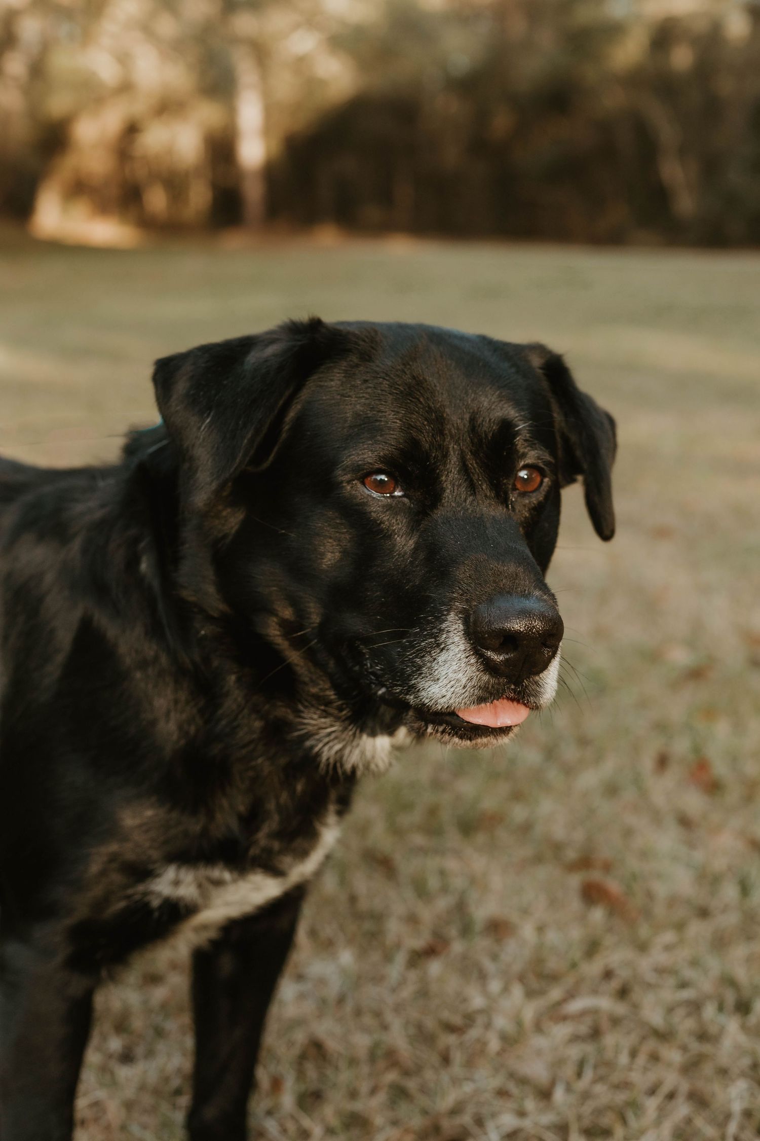 Black and white dog with grey muzzle shown in profile views outdoors.