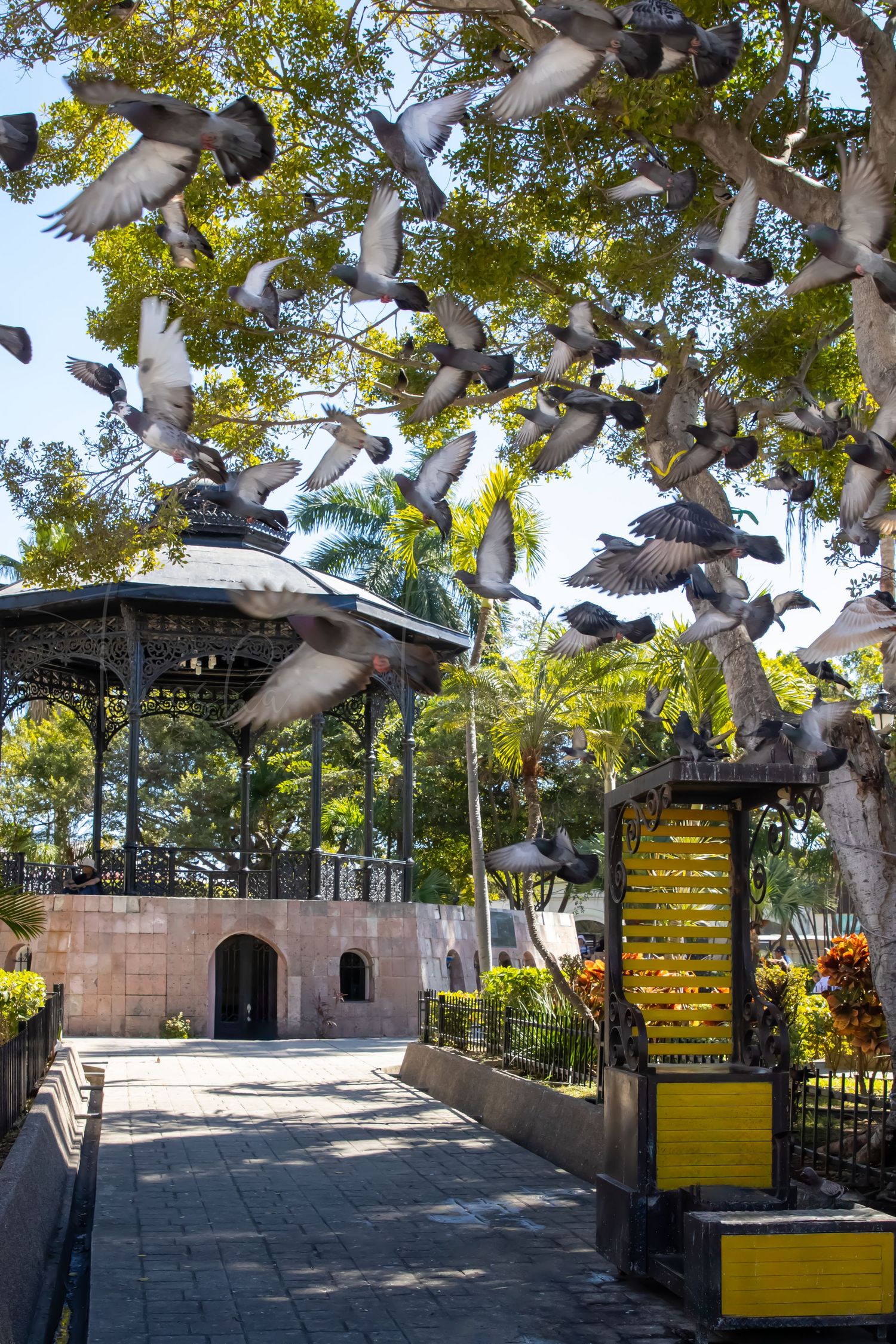 Outdoor plaza with flying pigeons and yellow signs under tree canopy.