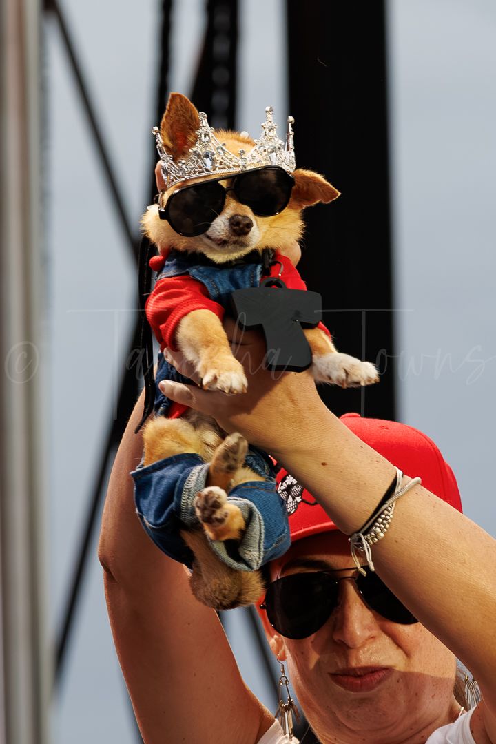 A Chihuahua wearing a crown, sunglasses, and costume held up by a woman in a red cap at an outdoor event.