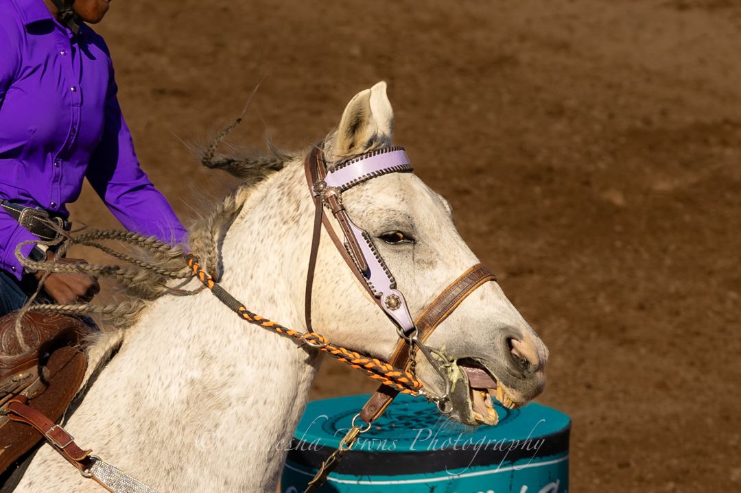Horse with white coat competing in barrel racing event shown in sequential action shots.