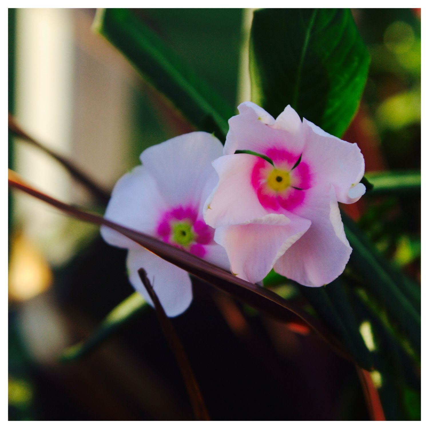 Close-up of delicate pink periwinkle flowers with magenta centers blooming among green leaves.