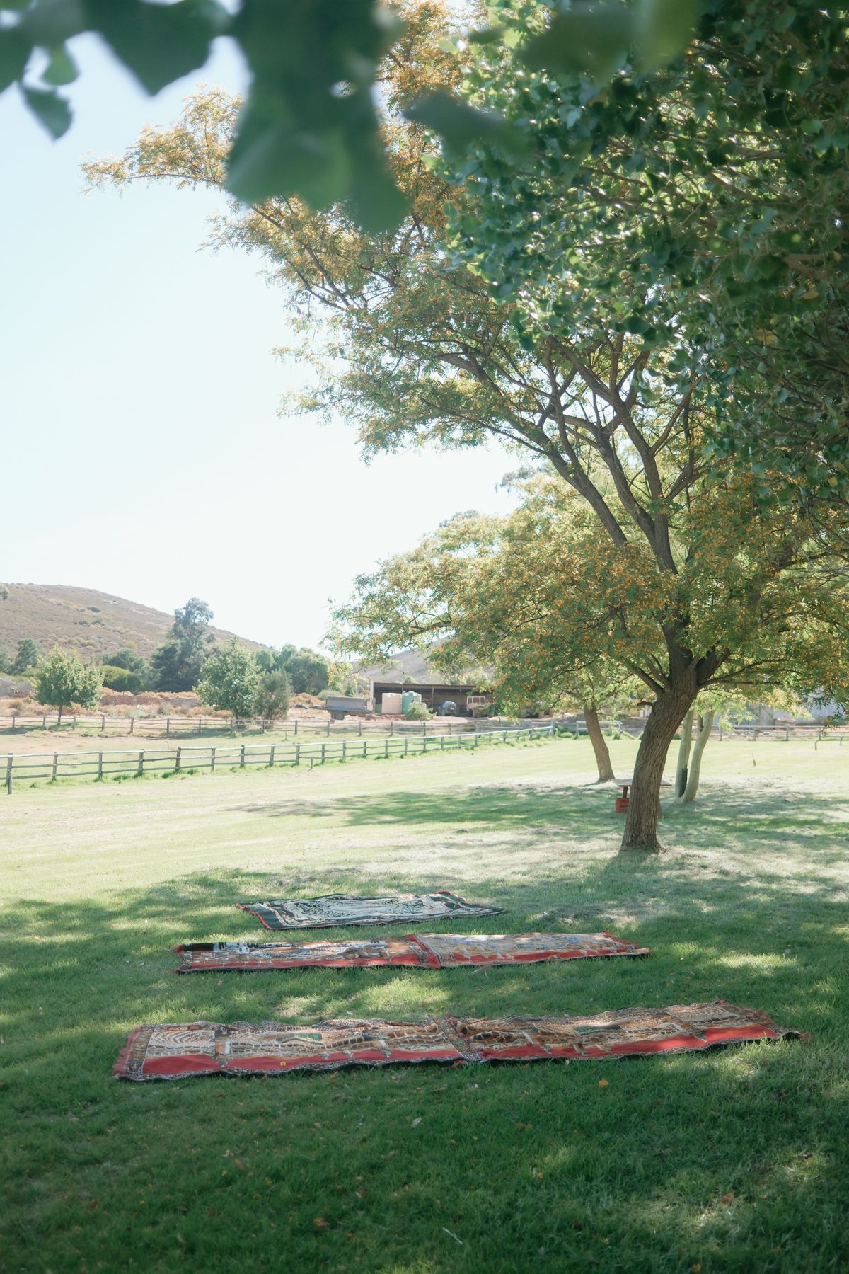 Colorful Persian rugs laid on green lawn under shade tree at outdoor wedding venue.