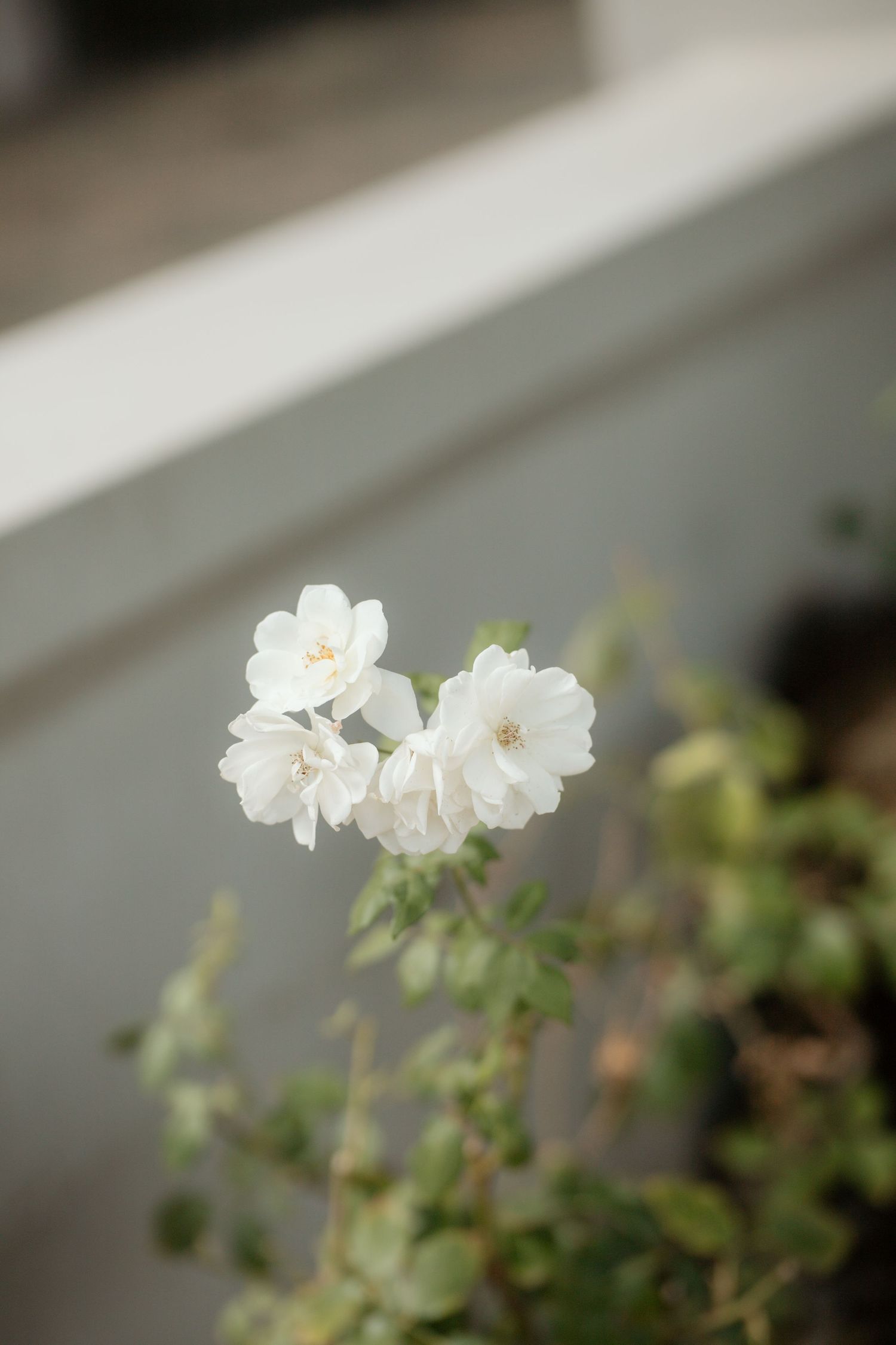 Delicate white roses in full bloom against a soft blurred background in a garden setting.
