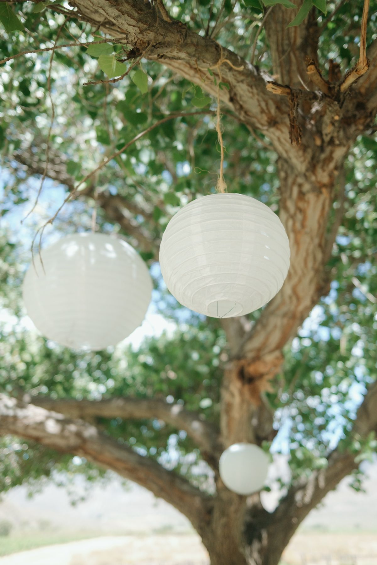 White paper lanterns hanging from a tree branch at an outdoor wedding venue decoration.