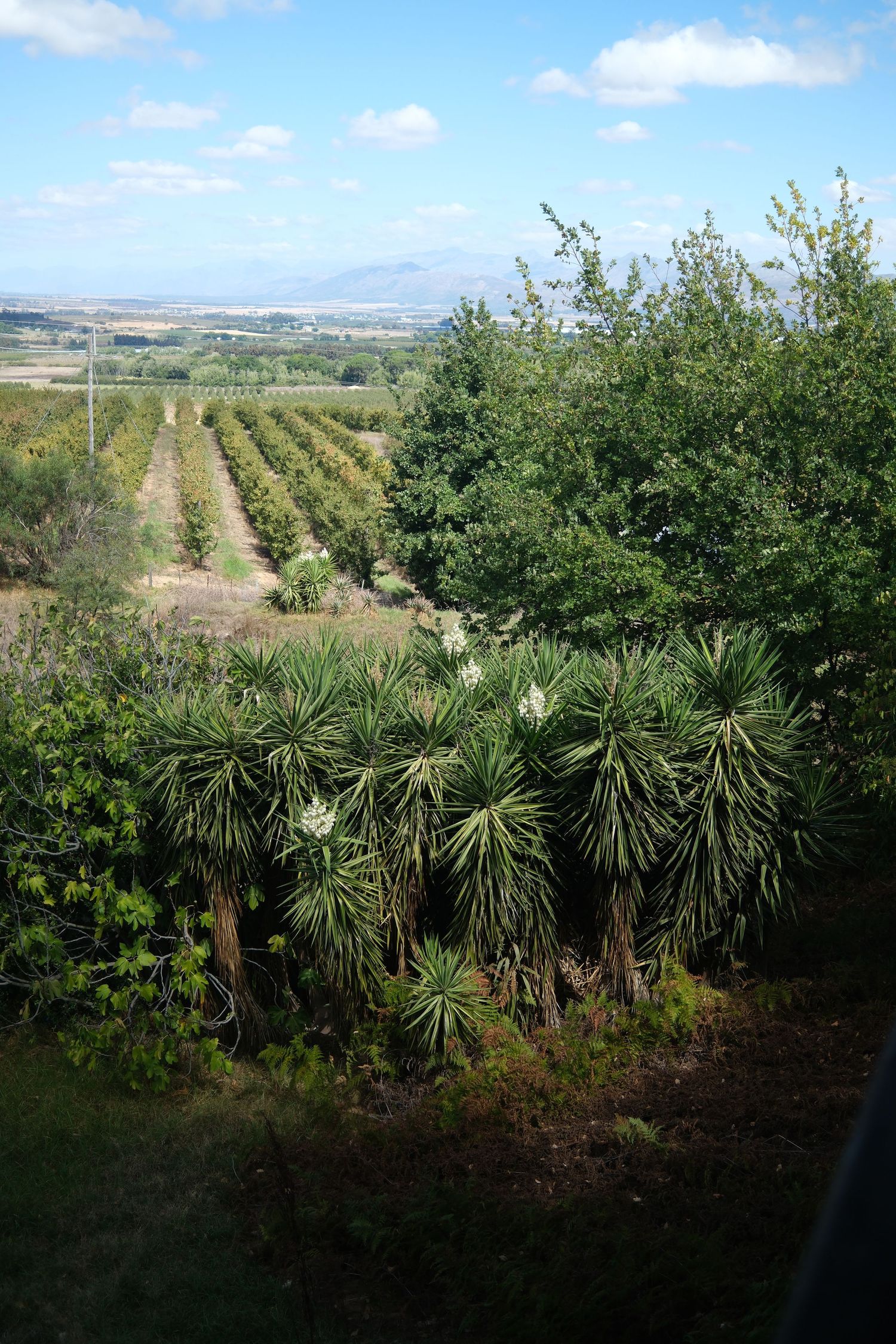 Scenic vineyard landscape with yucca plants in foreground and mountains under blue sky.