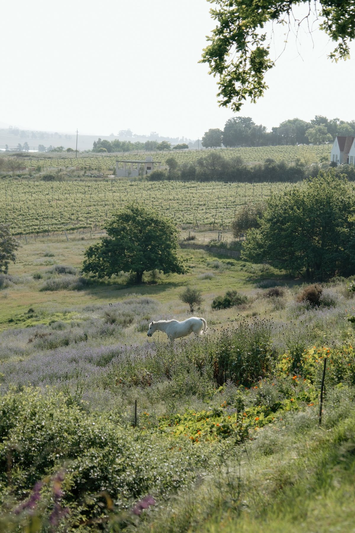 A white horse grazes peacefully in a wildflower meadow with vineyard rows and trees in the background.