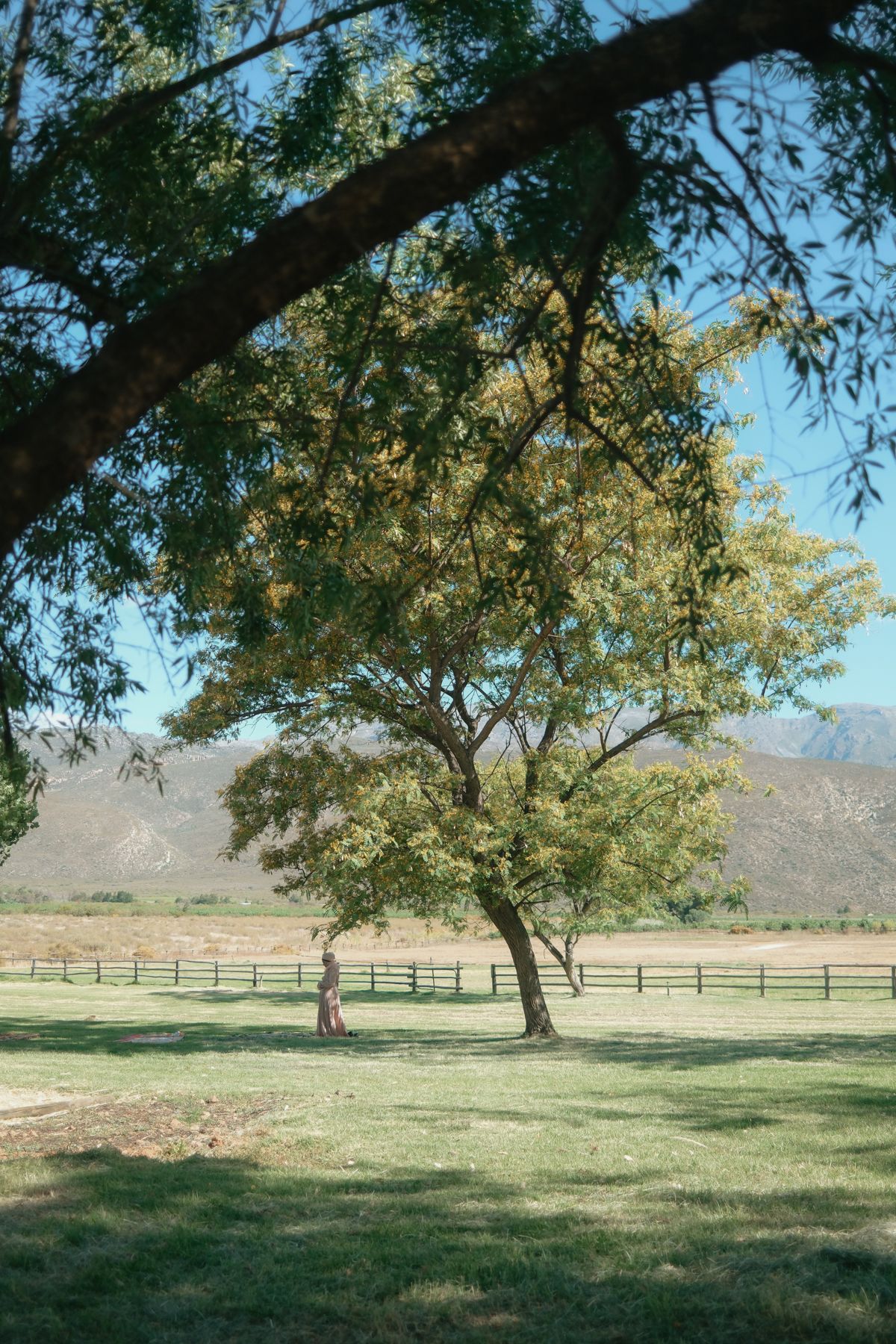 Lone tree in a green field framed by branches at a scenic outdoor wedding venue with mountains.