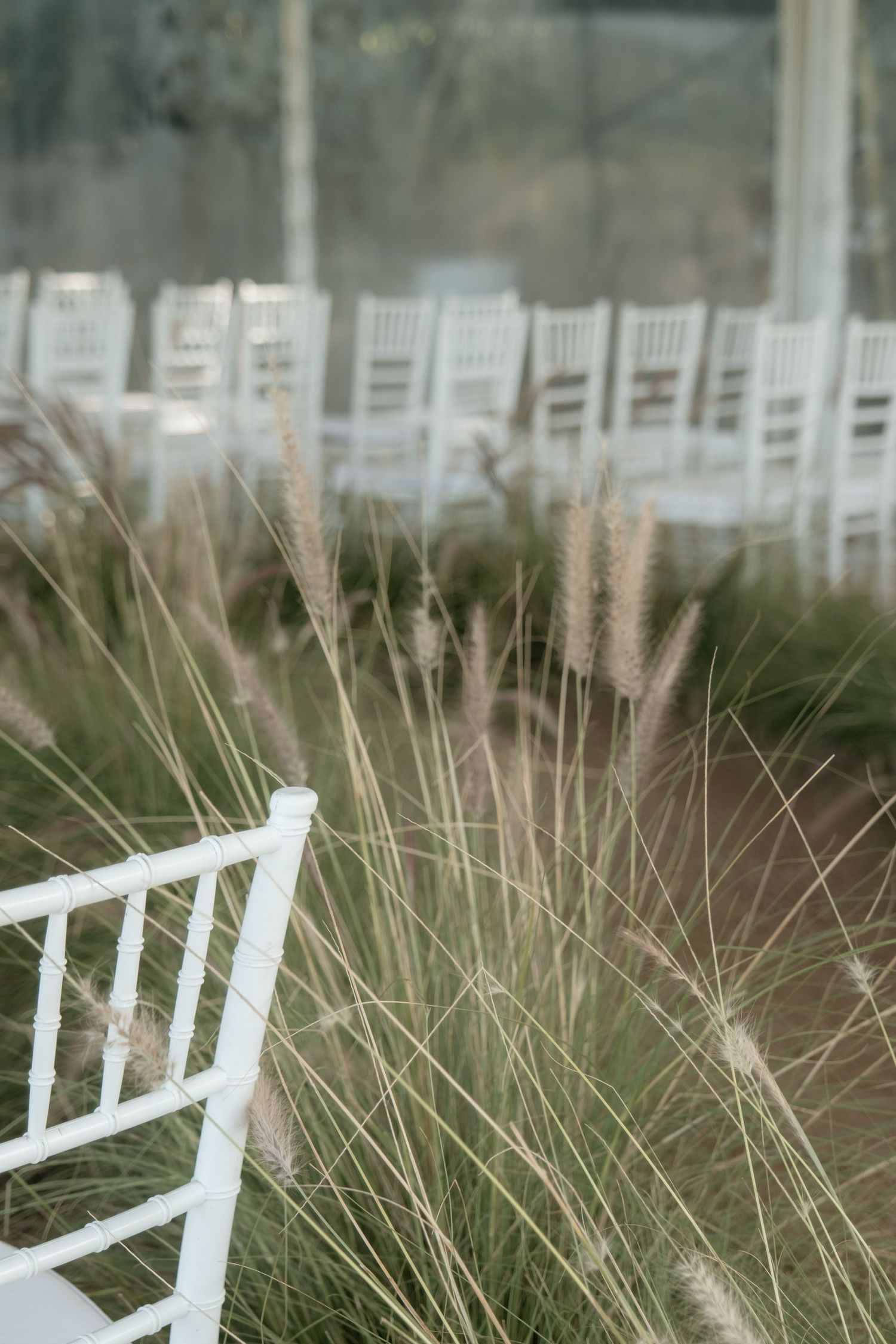 White chiavari chairs arranged for an outdoor wedding ceremony amid tall ornamental grasses in a soft, dreamy setting.