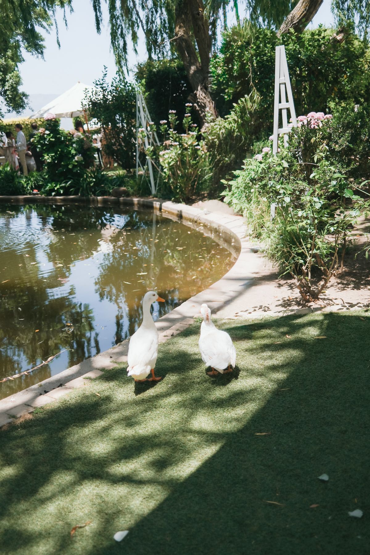 Two white swans walk along a curved garden pond path surrounded by lush greenery and flowering plants.