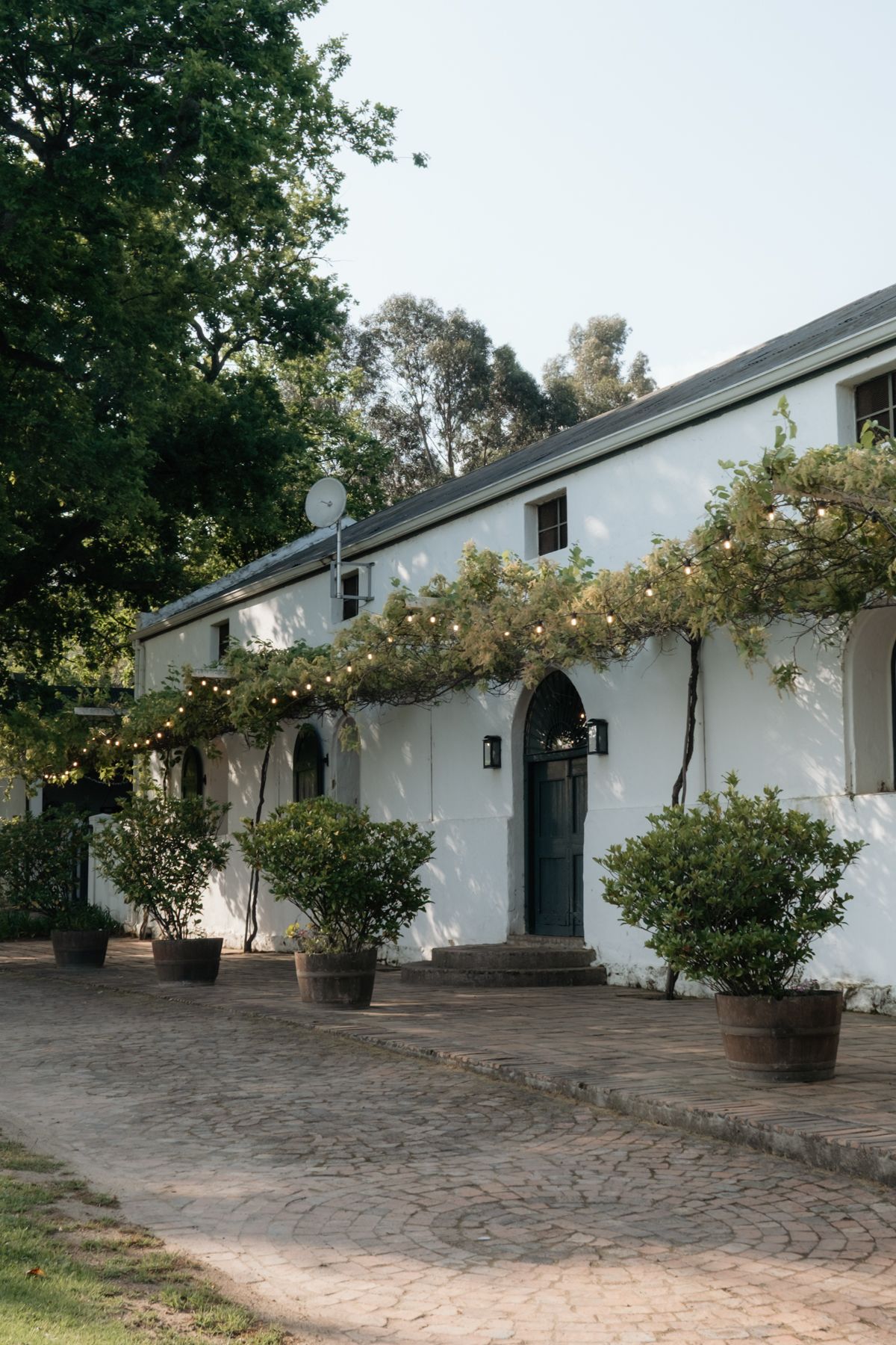 Charming white Cape Dutch farmhouse with climbing roses, string lights, and potted shrubs on cobblestone driveway.
