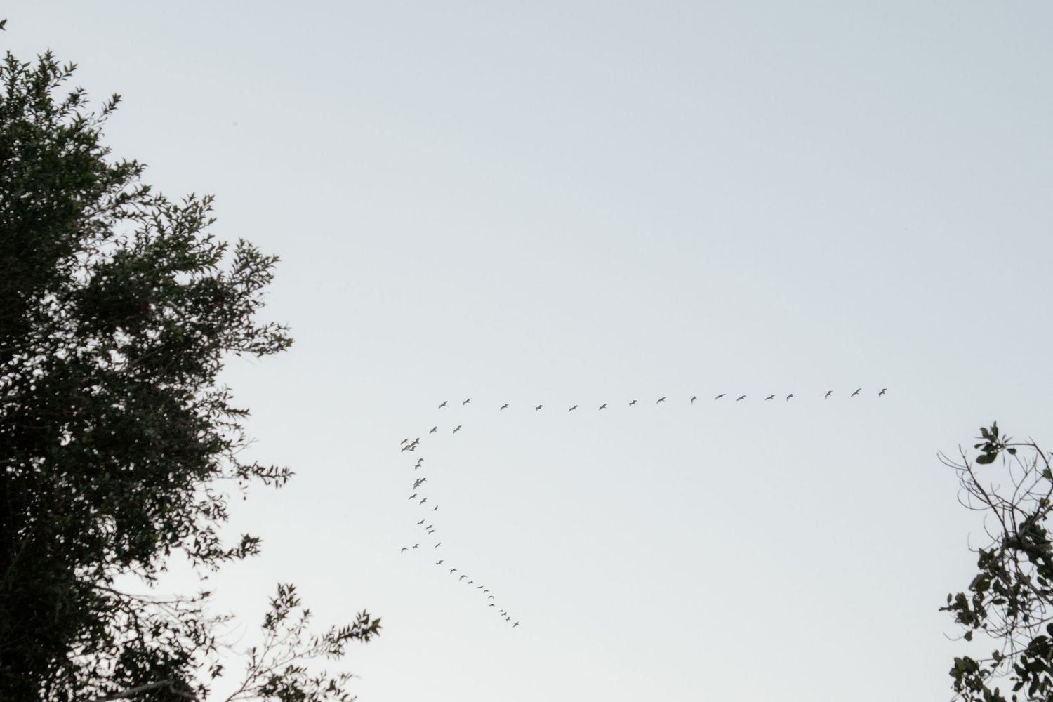 Flock of birds flying in formation against a pale sky above silhouetted trees at dusk.