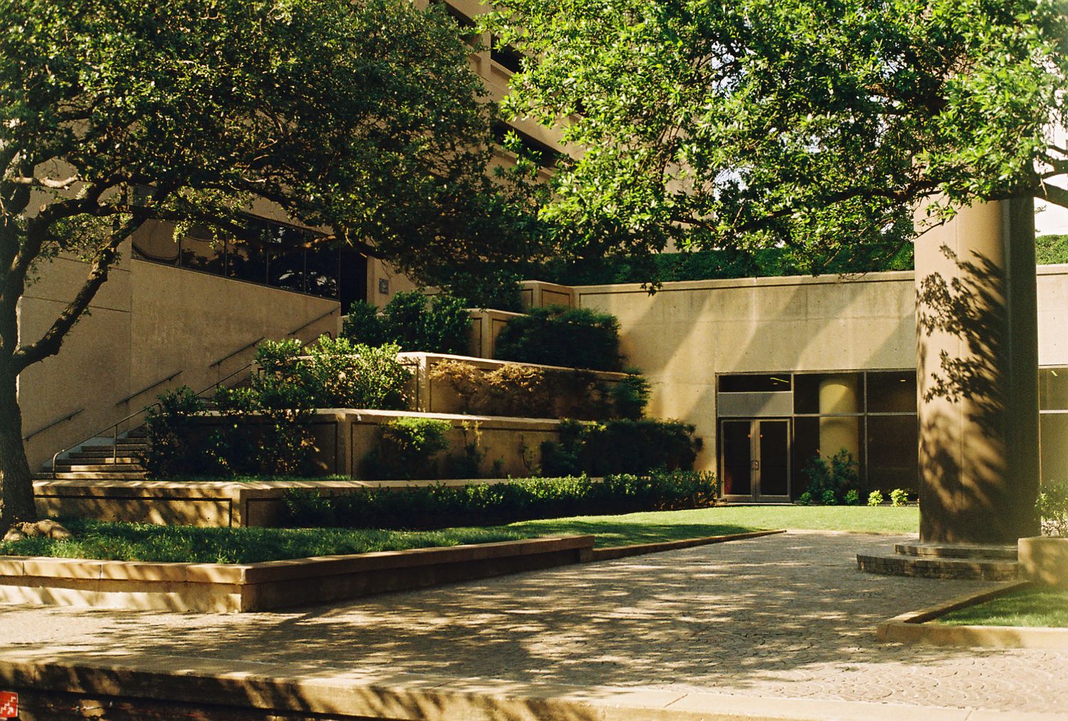 Luscious greenery covering a corner of a garden/courtyard area.
