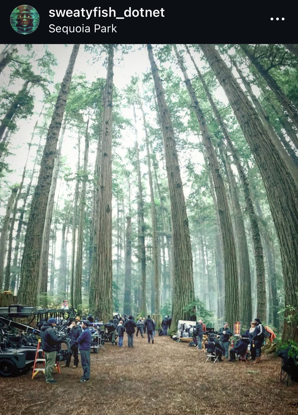 Tall sequoia trees in a misty forest with cars and people gathered beneath.